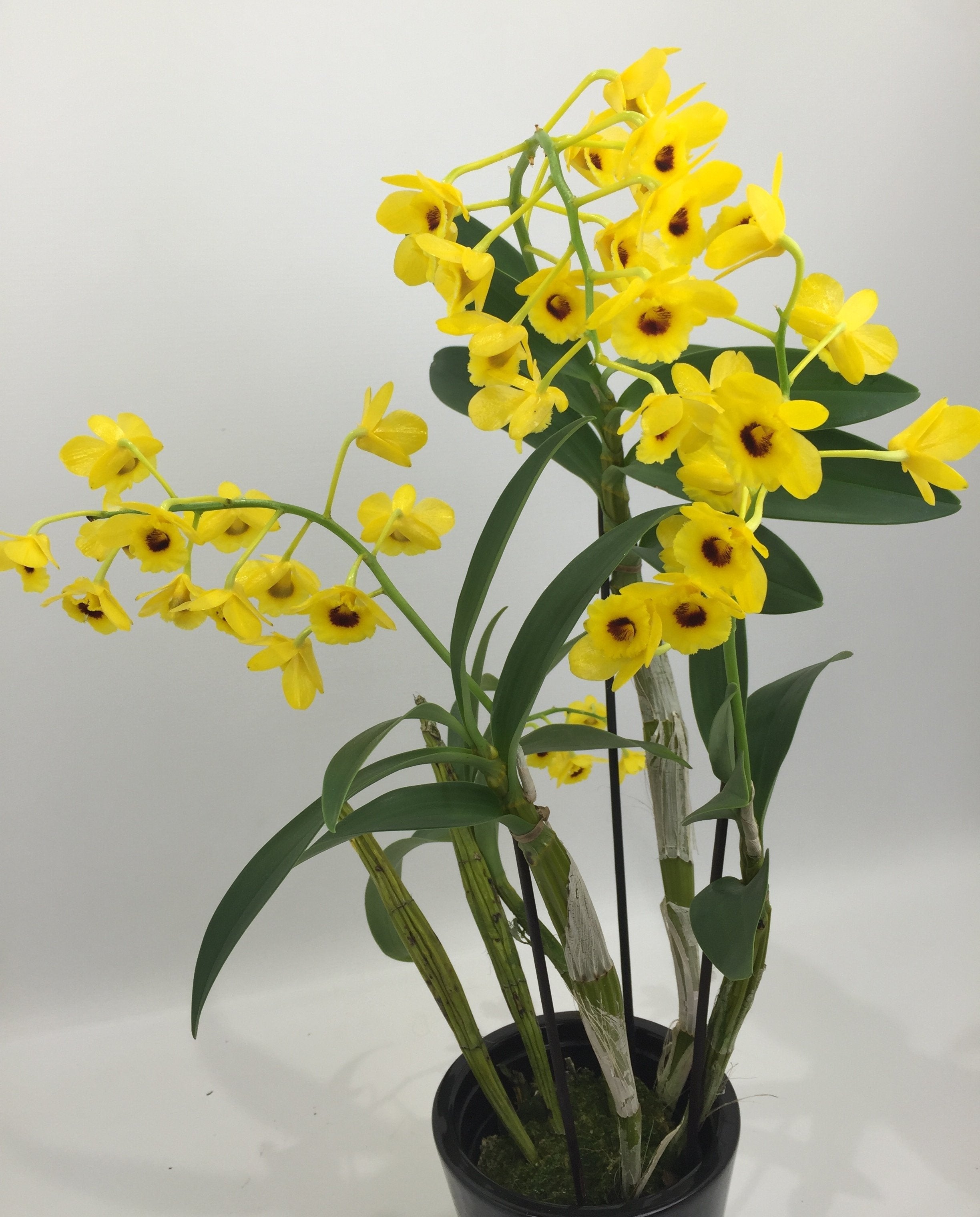 Dendrobium chrysotoxum suavissima 3 bloemtakken