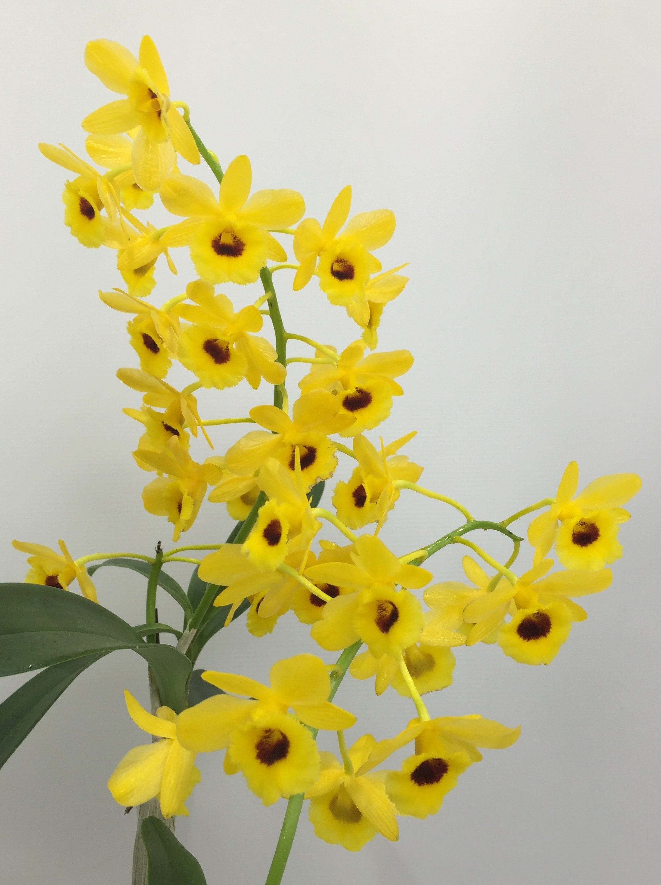 Dendrobium chrysotoxum suavissima closeup zoom