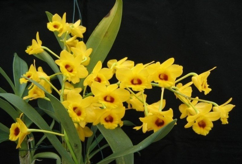 Dendrobium chrysotoxum suavissima