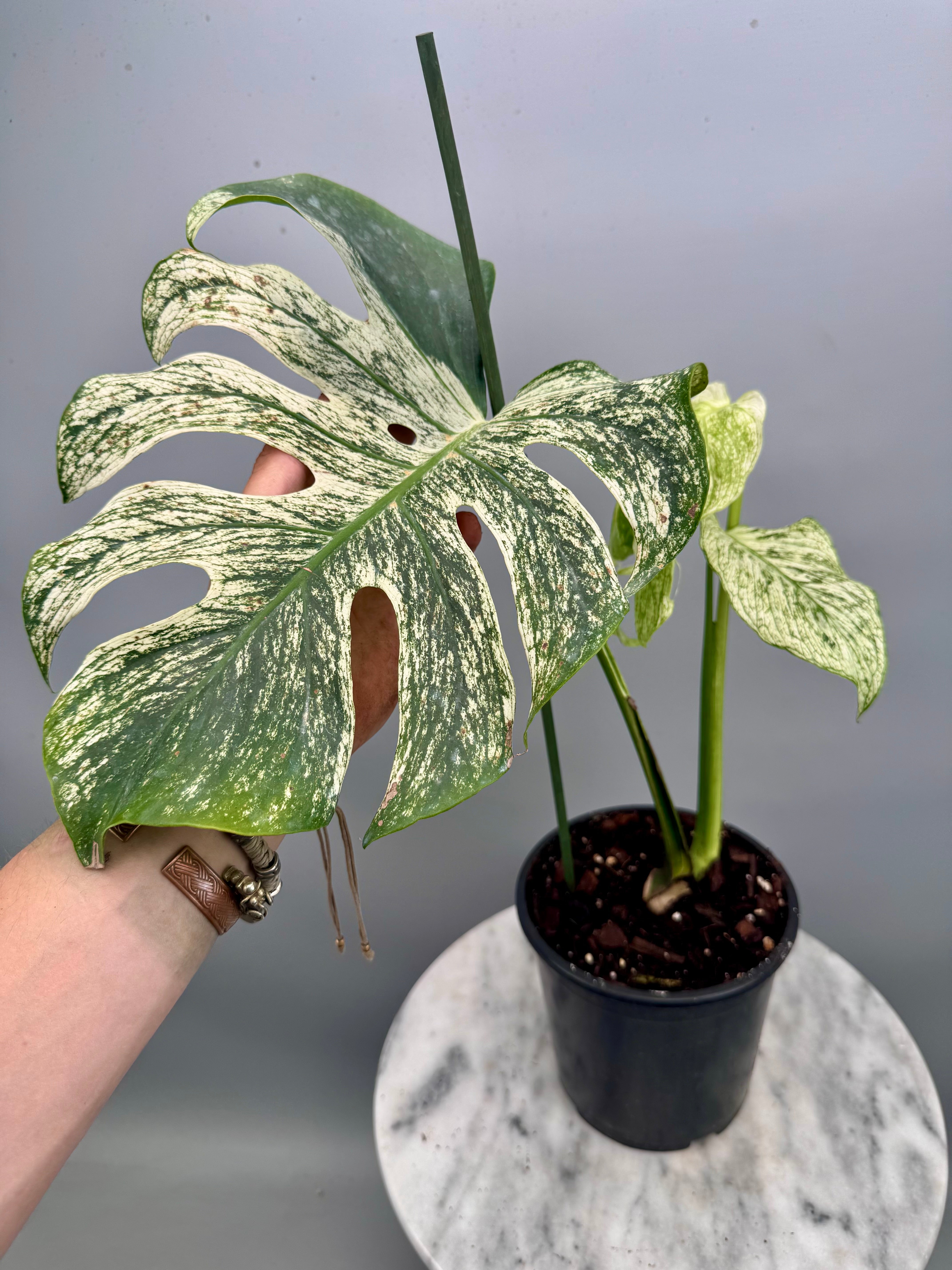 Monstera 'Devil Monster' Nr 2