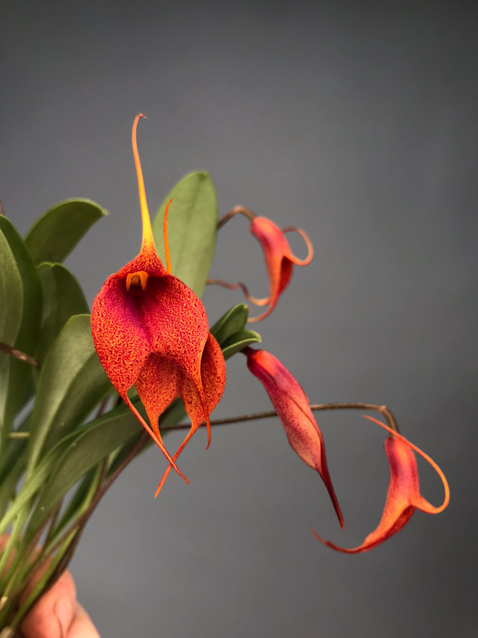 Masdevallia machangara