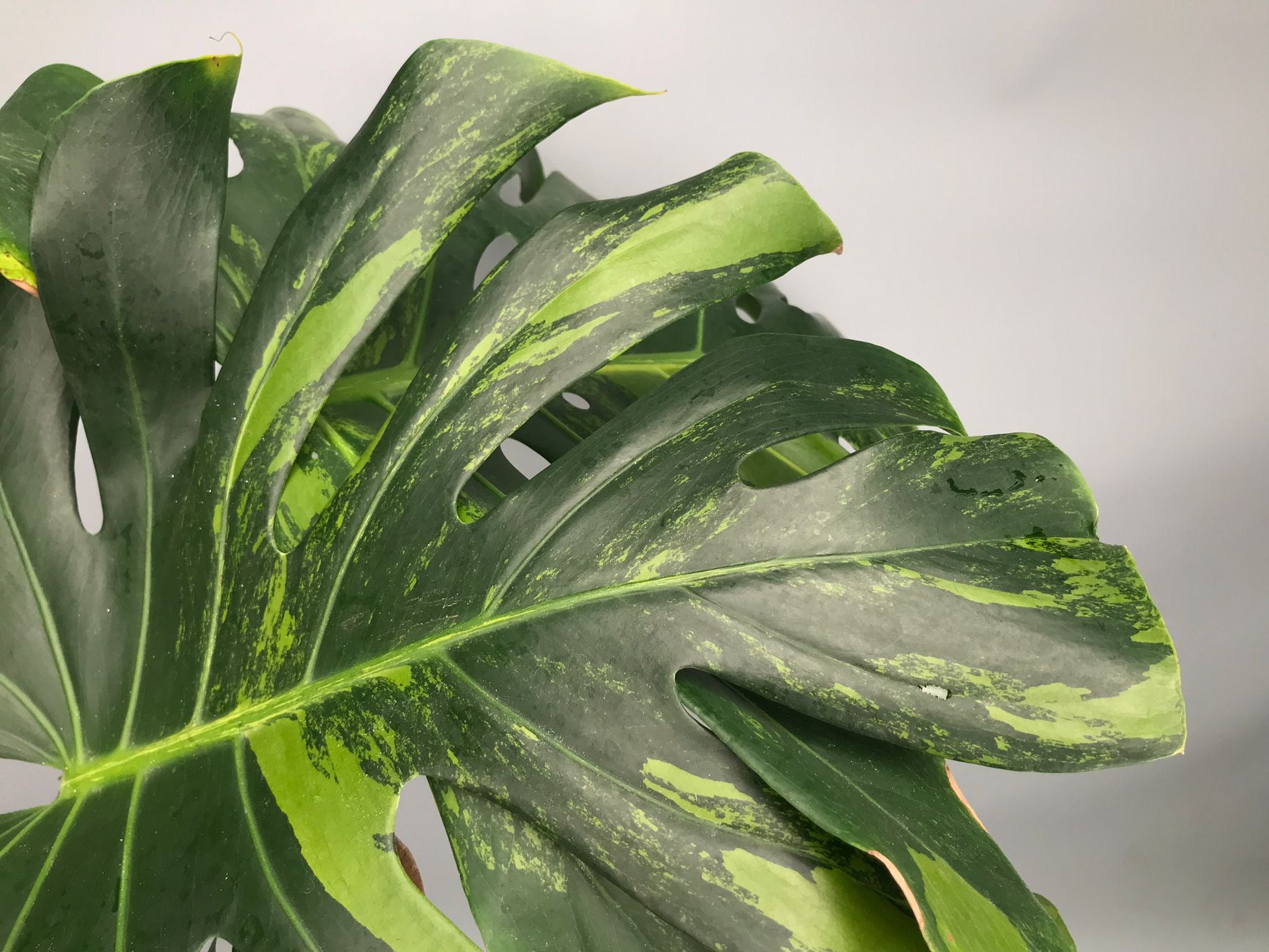 Monstera Ocean Mint nr 2