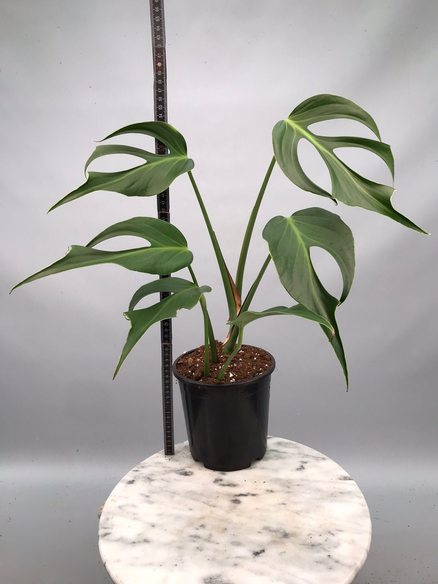 Monstera 'Burle Marx Flame' XL  (4-5 Big Leaves)