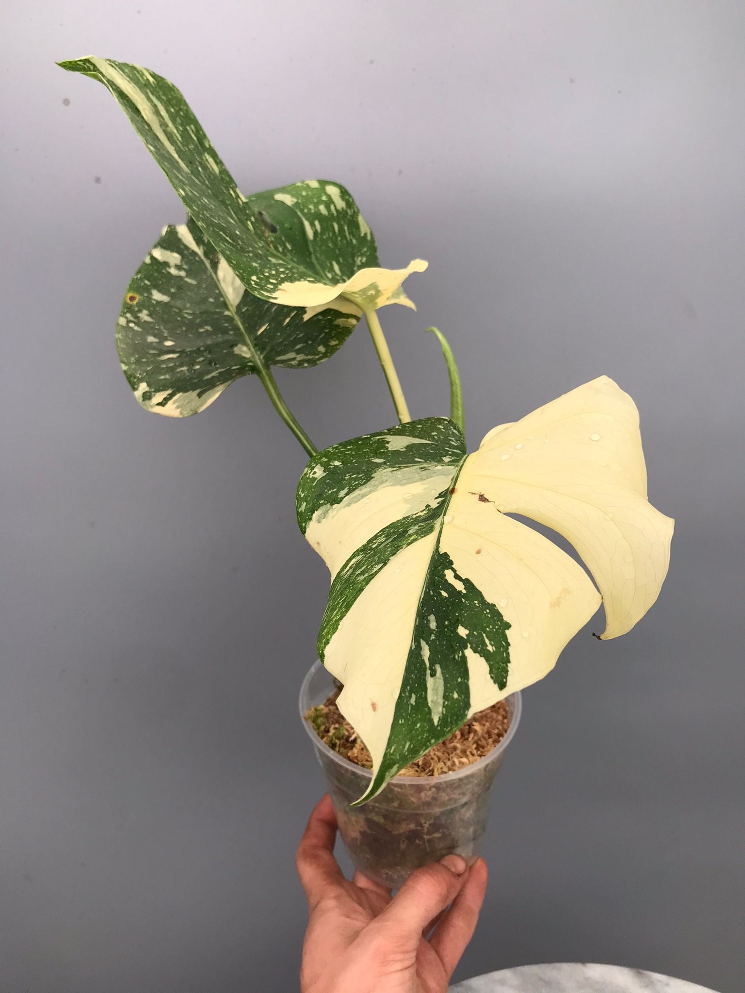 Monstera White snow  nr 2