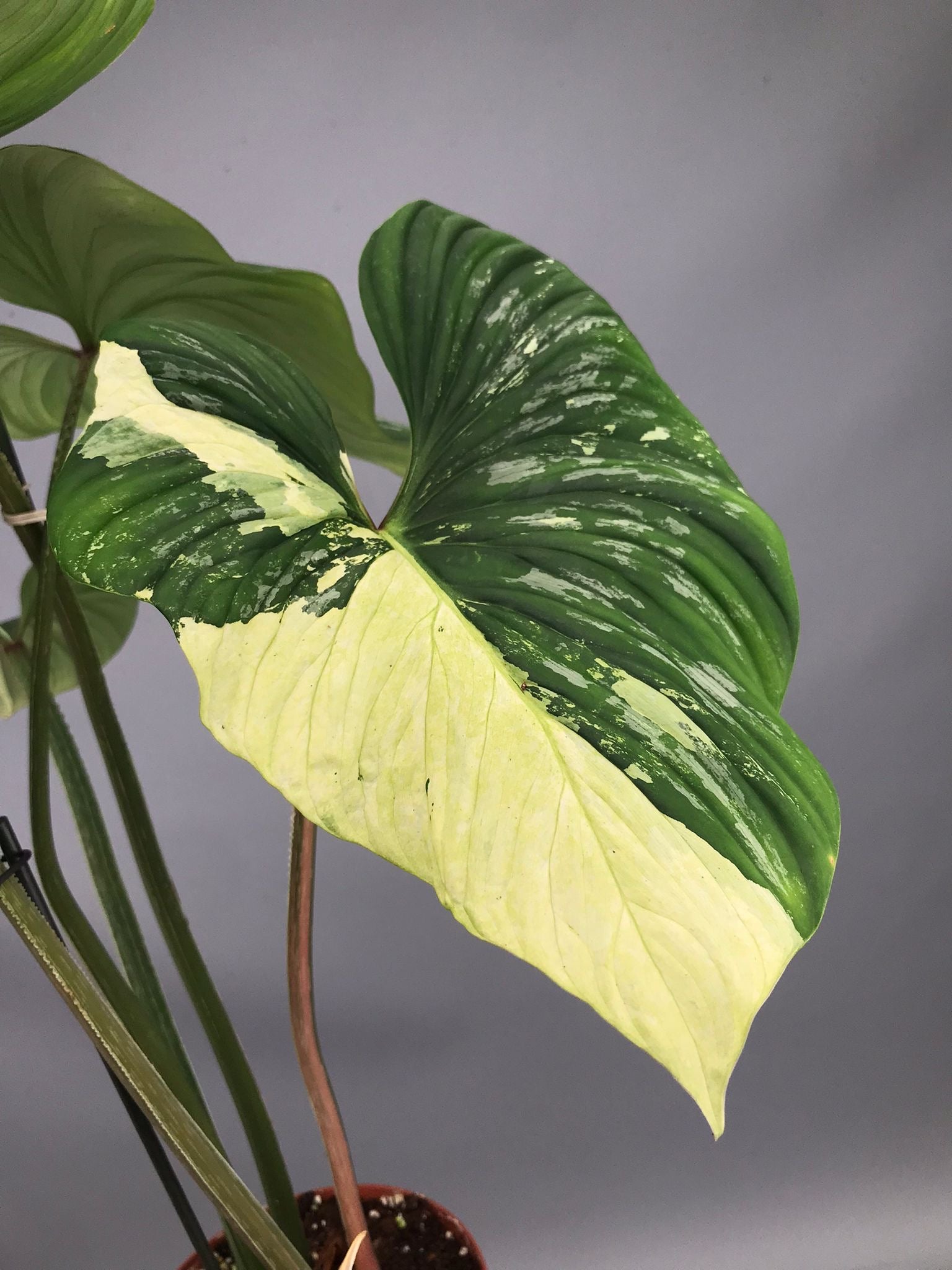 Philodendron mamei variegata mint (nr 2)
