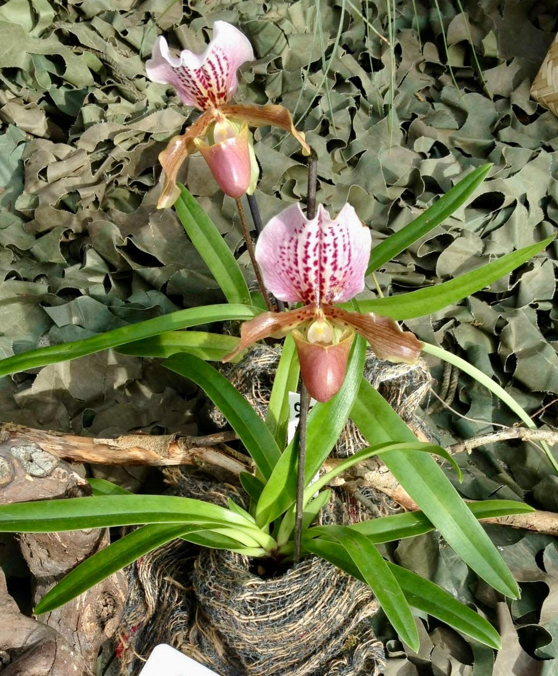Paphiopedilum Dolls Kobold