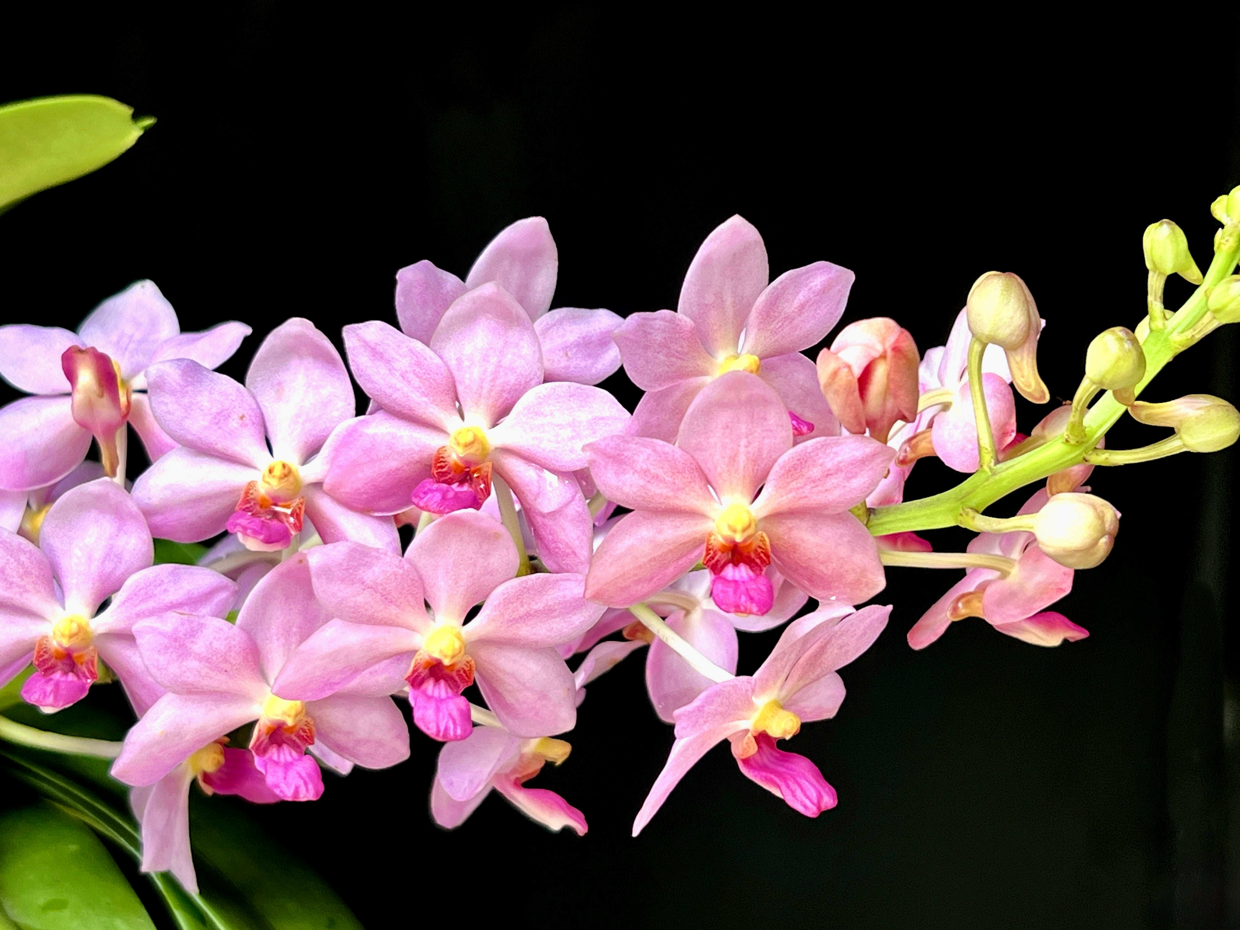 Vandachostylis Kouishiro Ikai