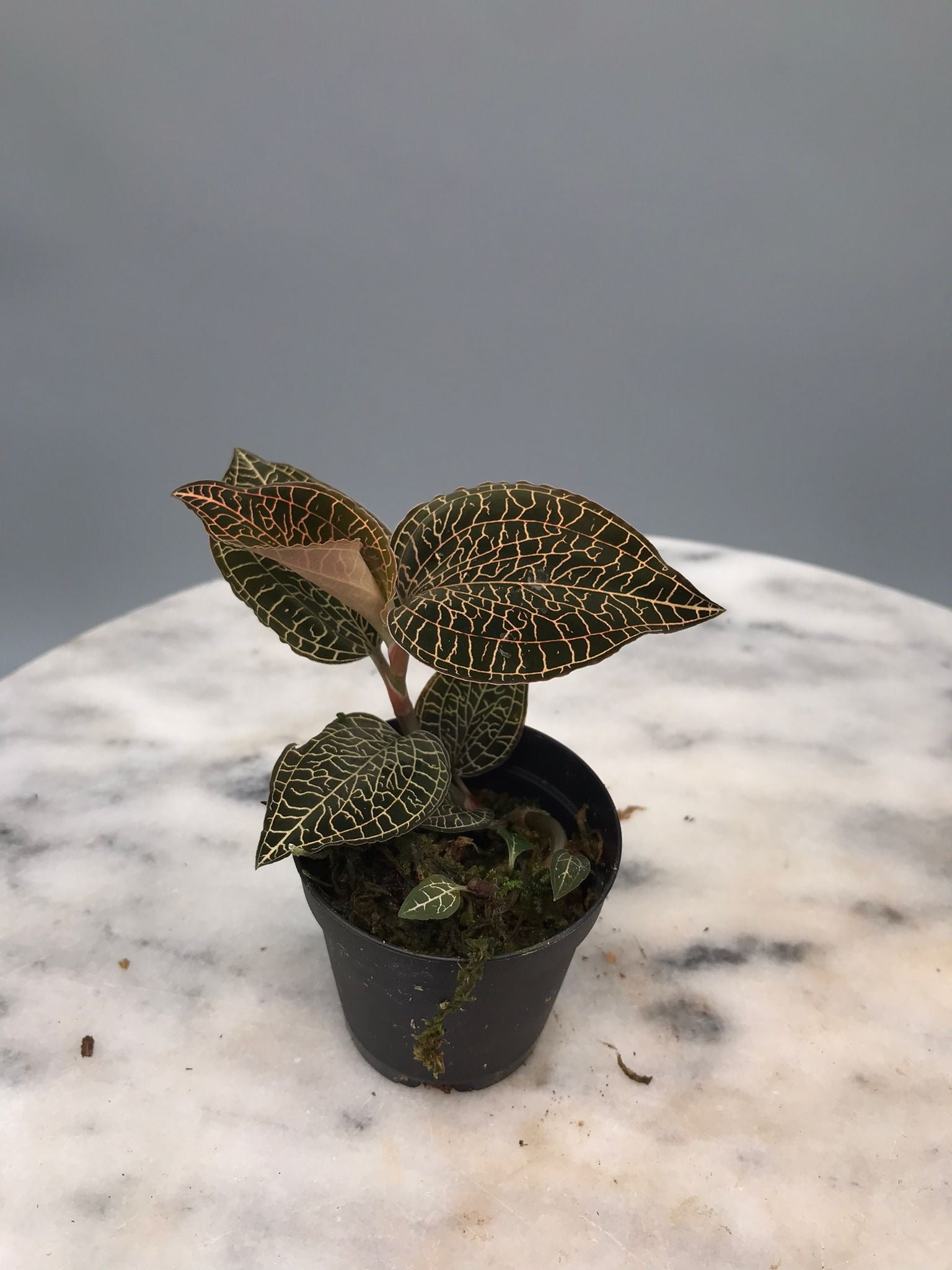 Anoectochilus roxburghii 'Red'