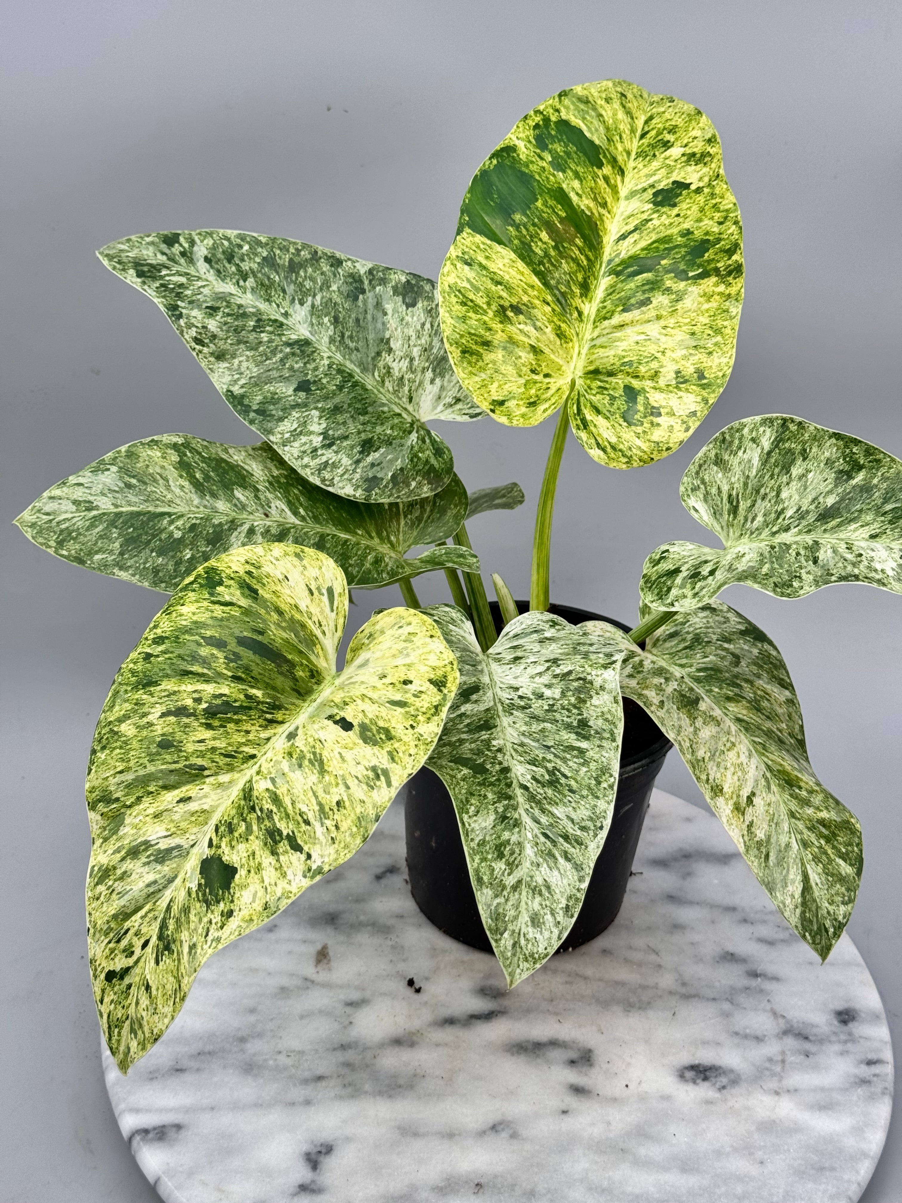 Philodendron Giganteum Variegata albo