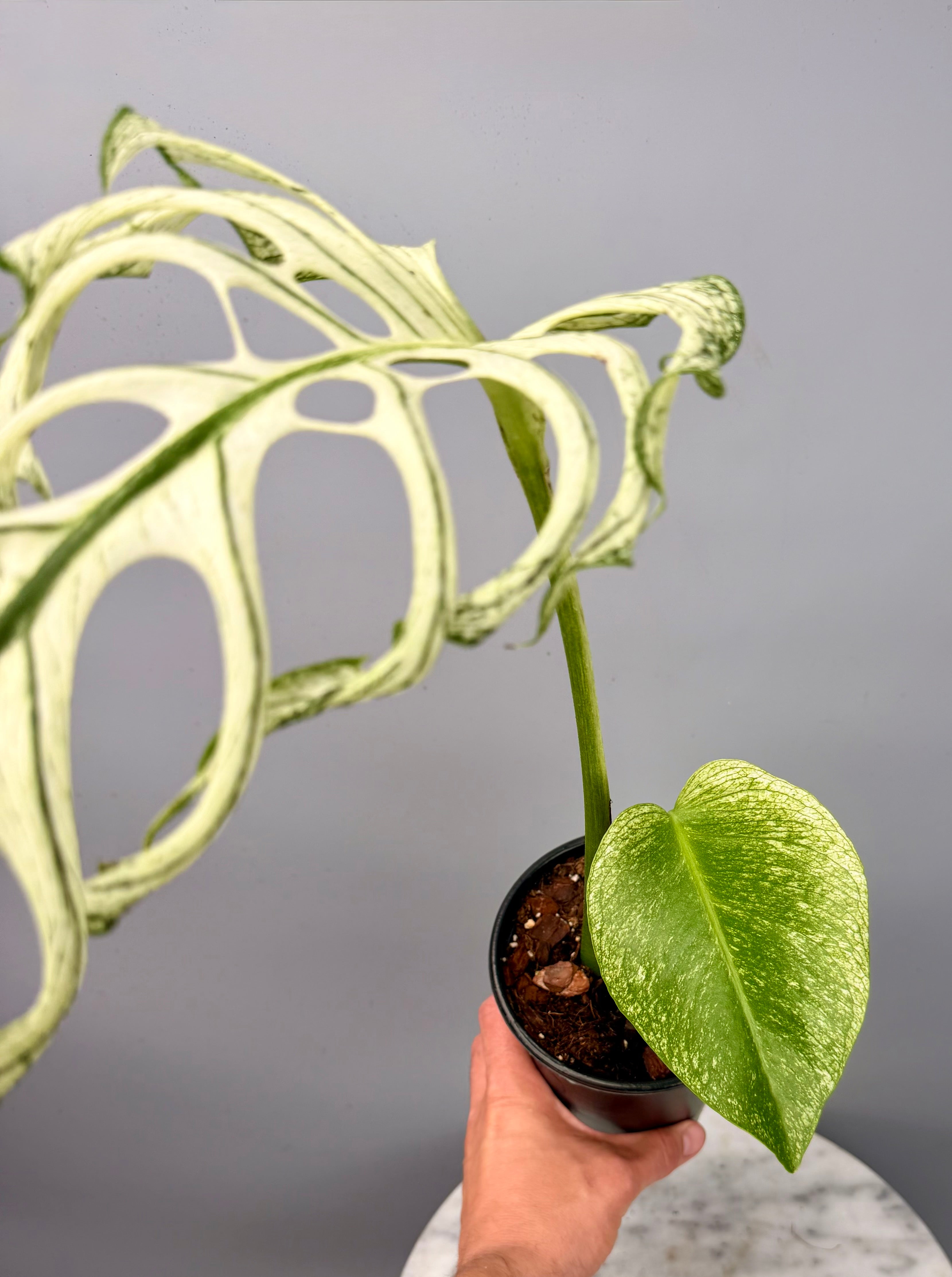 Monstera ‘Devil Monster’ Nr 1 (Leaf Cutting met nieuw groei oog)