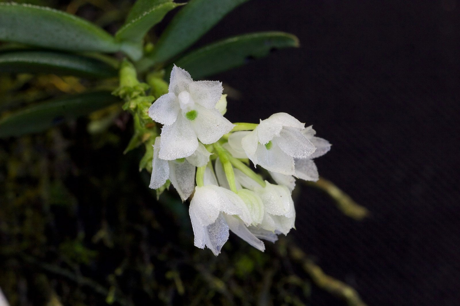 Hymenorchis javanica