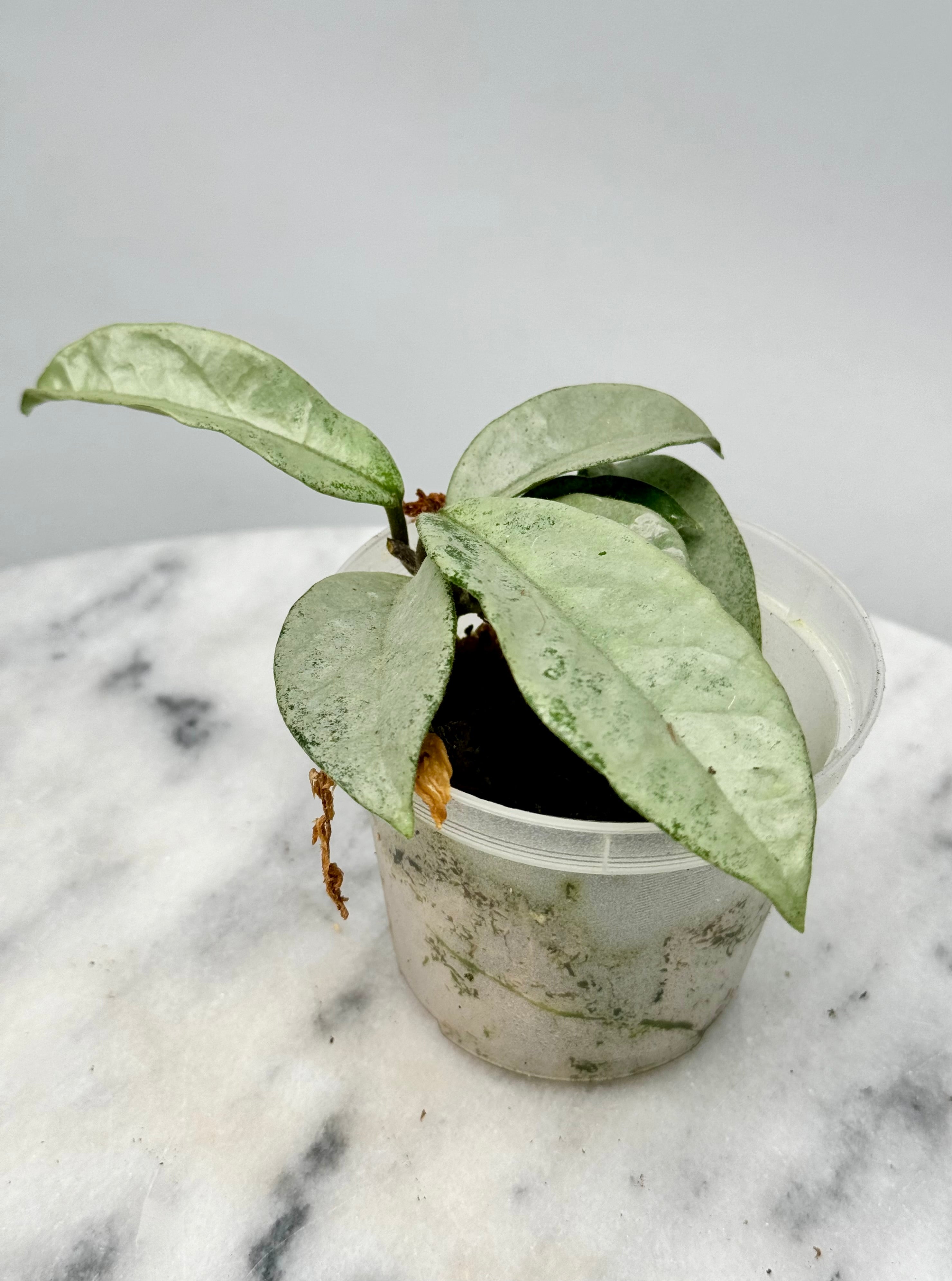 Hoya Carnosa ‘Nova Ghost’ (2 Leaf Cutting)