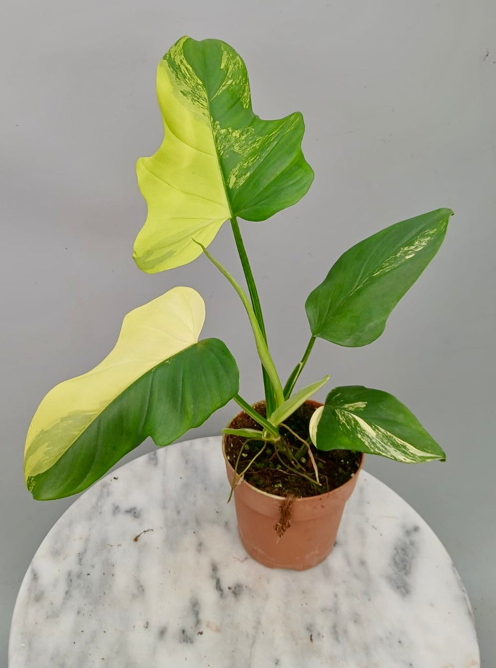 Philodendron bipennifolium Violin Variegated