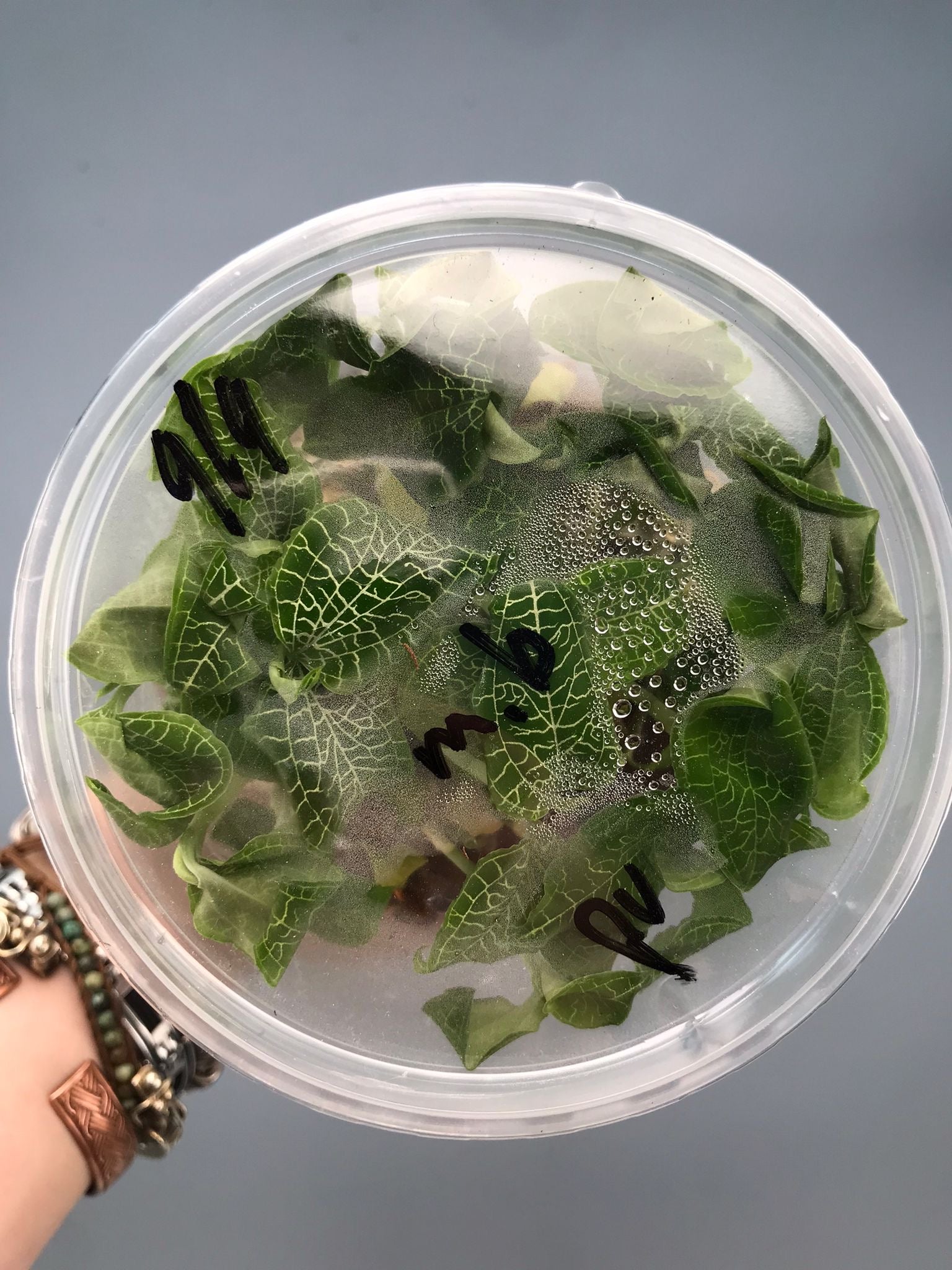 Goodyera micholitziana "Flask"