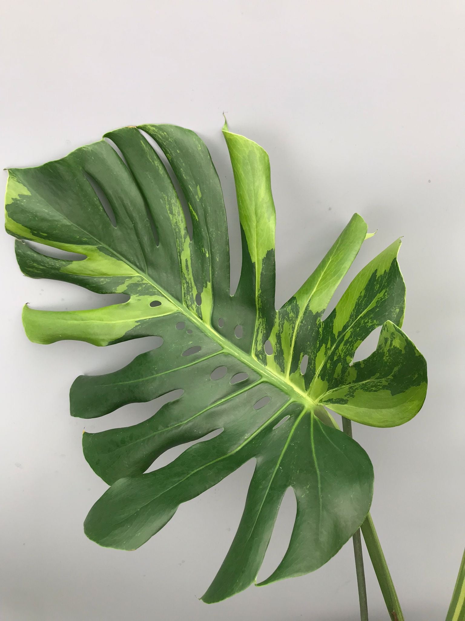 Monstera Ocean Mint nr 1