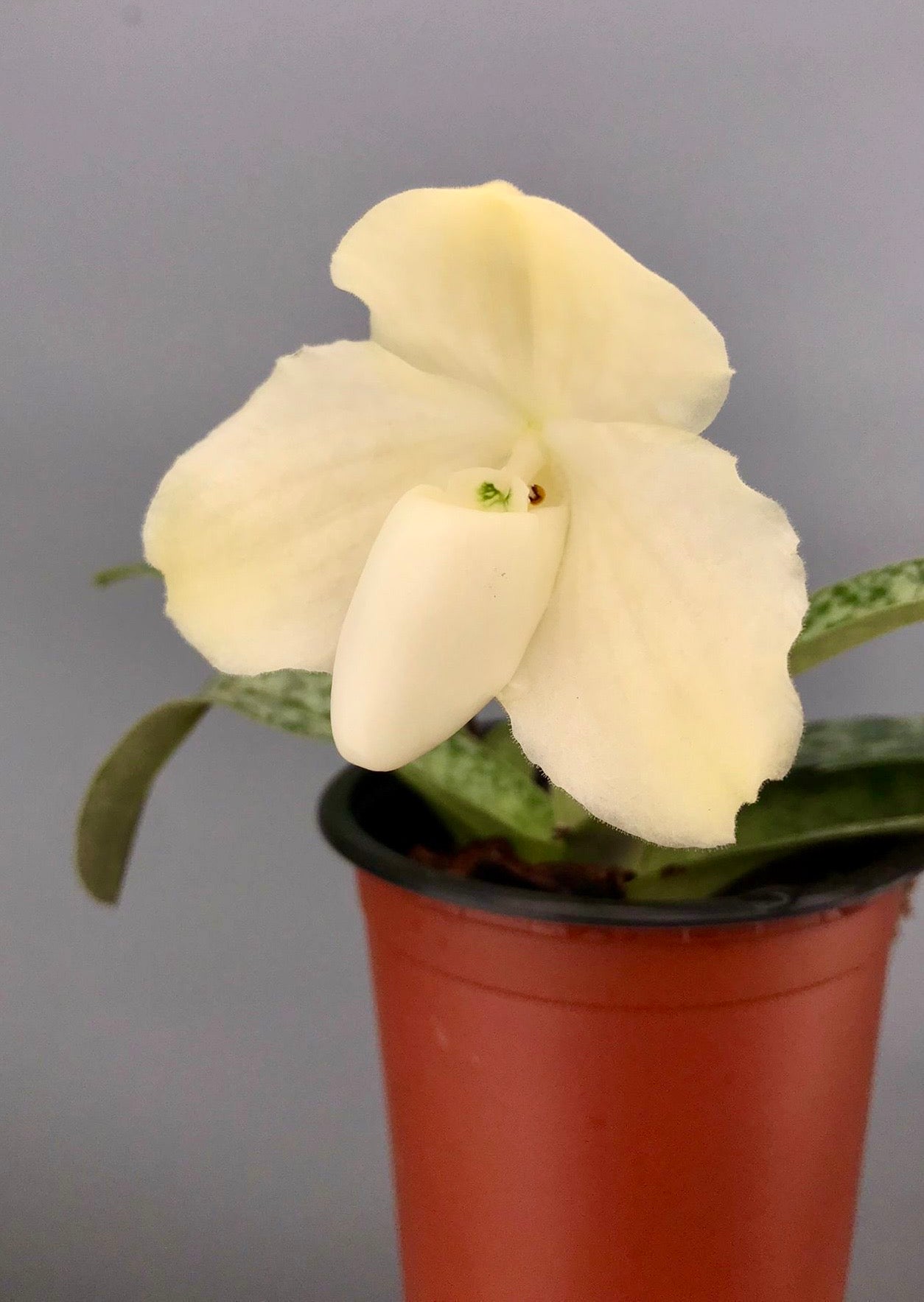 Paphiopedilum leucochilum alba
