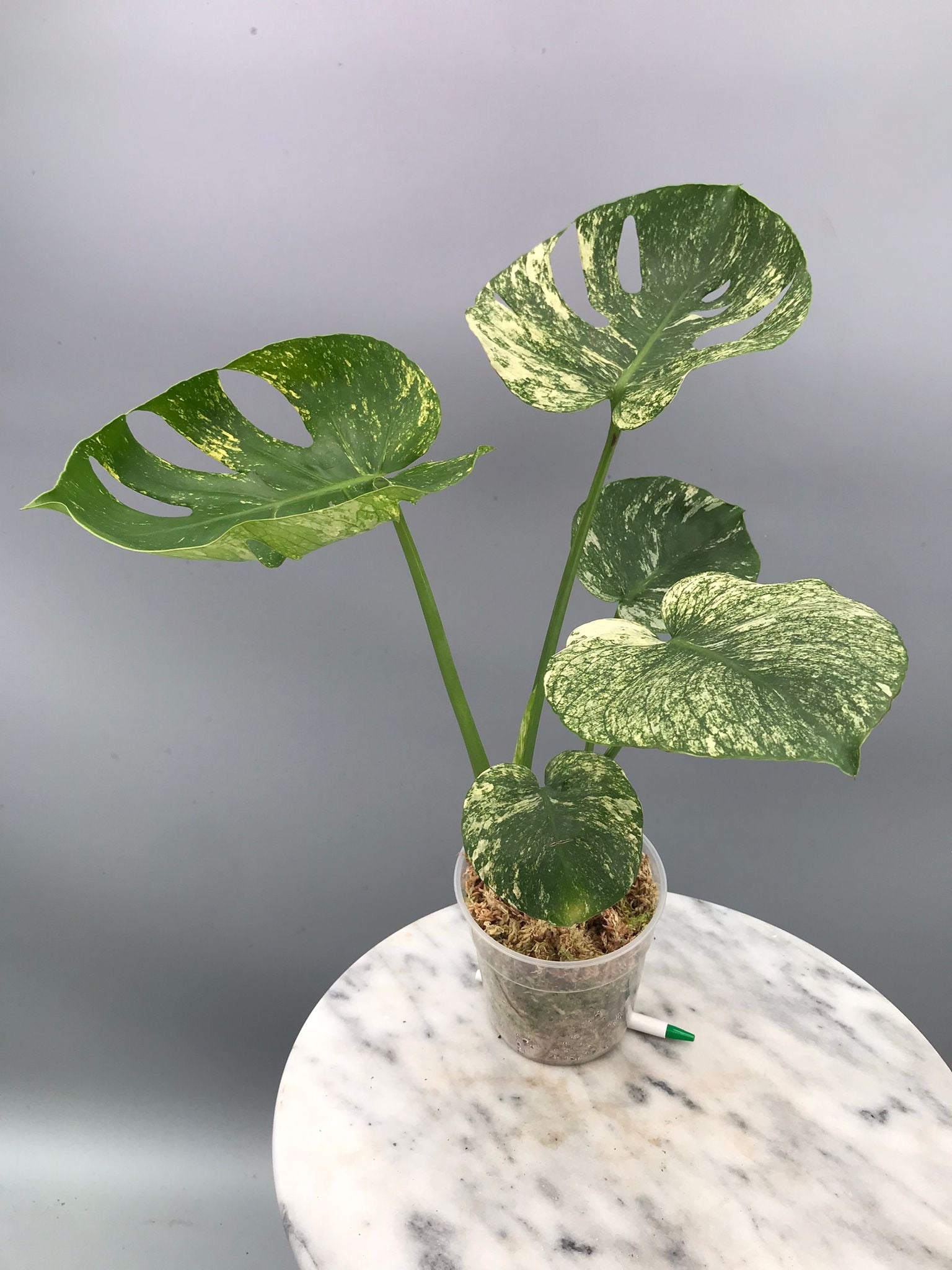 Monstera Siam Mint nr 2