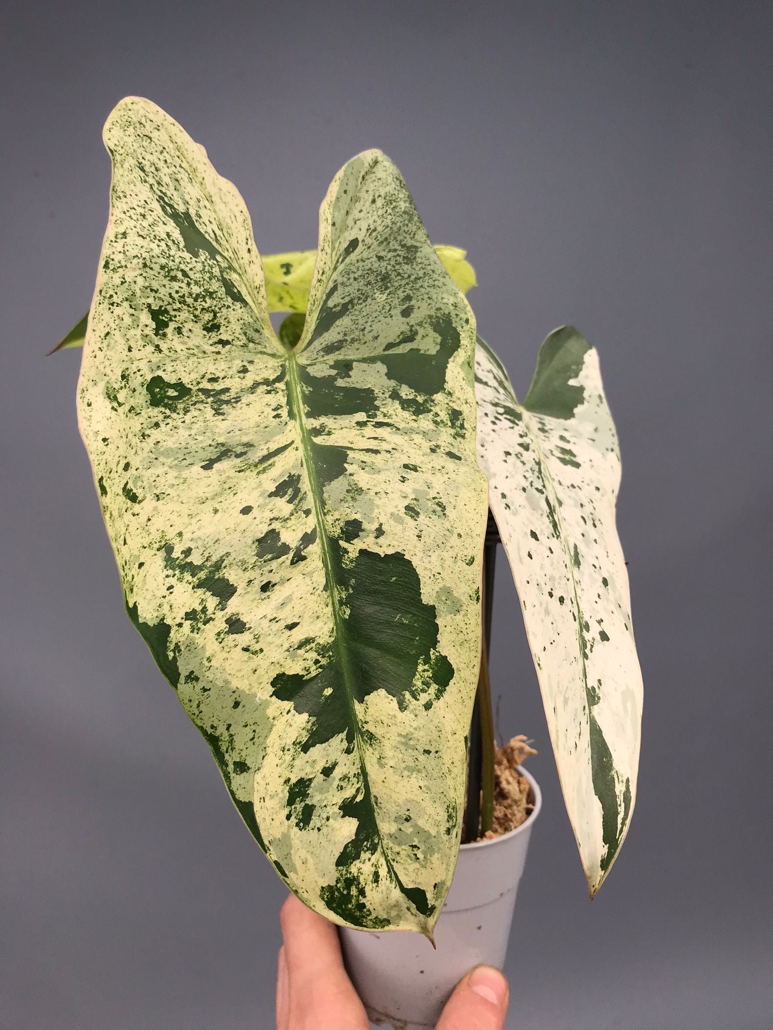 Philodendron ilsemanii  nr 1.0
