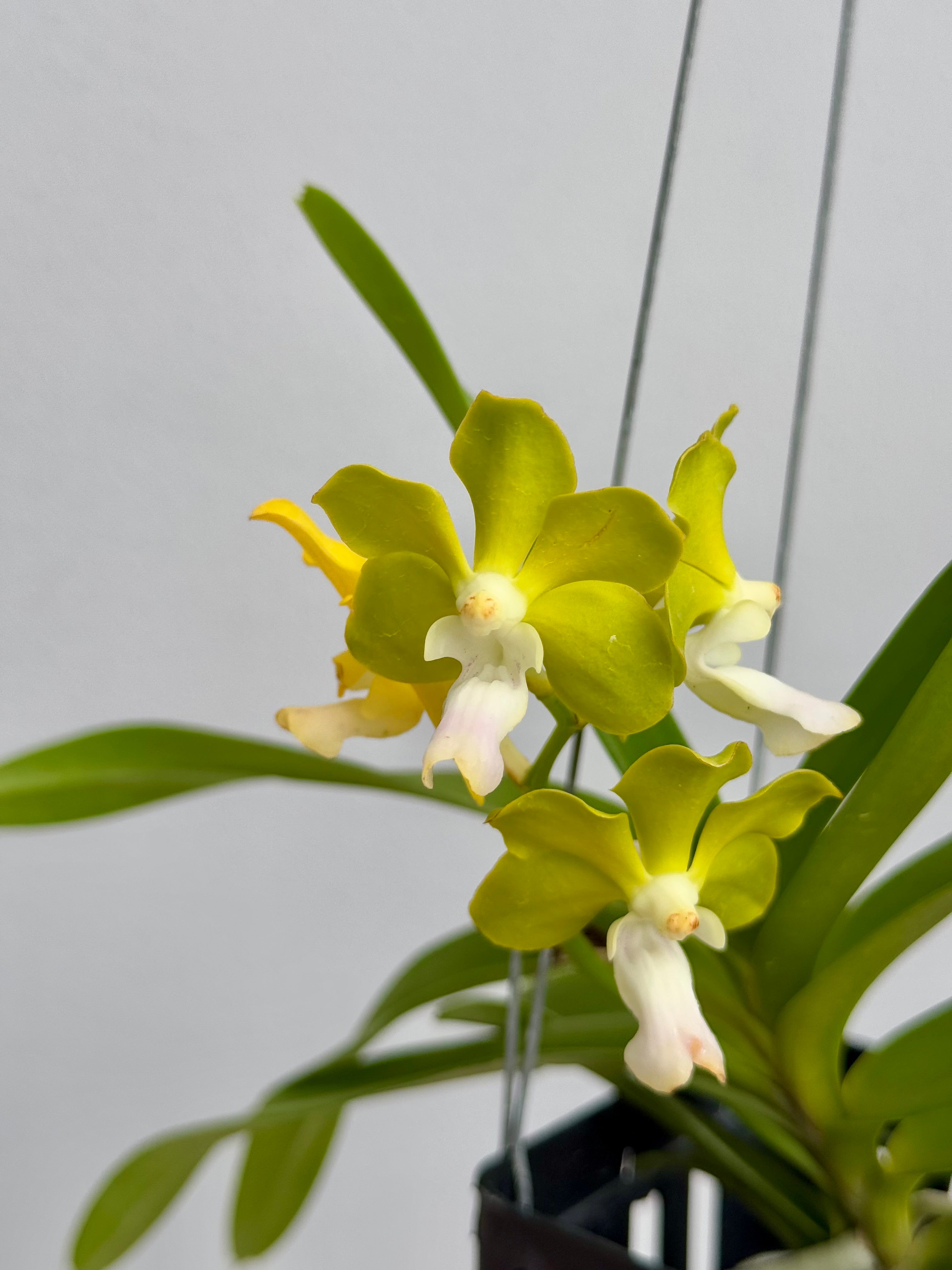 Vanda tessellata alba