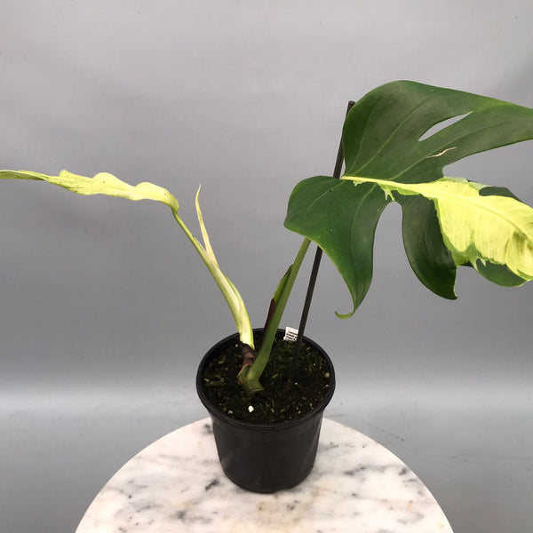 Monstera White Lava 'Lalamove' ( 1 laeve cutting)