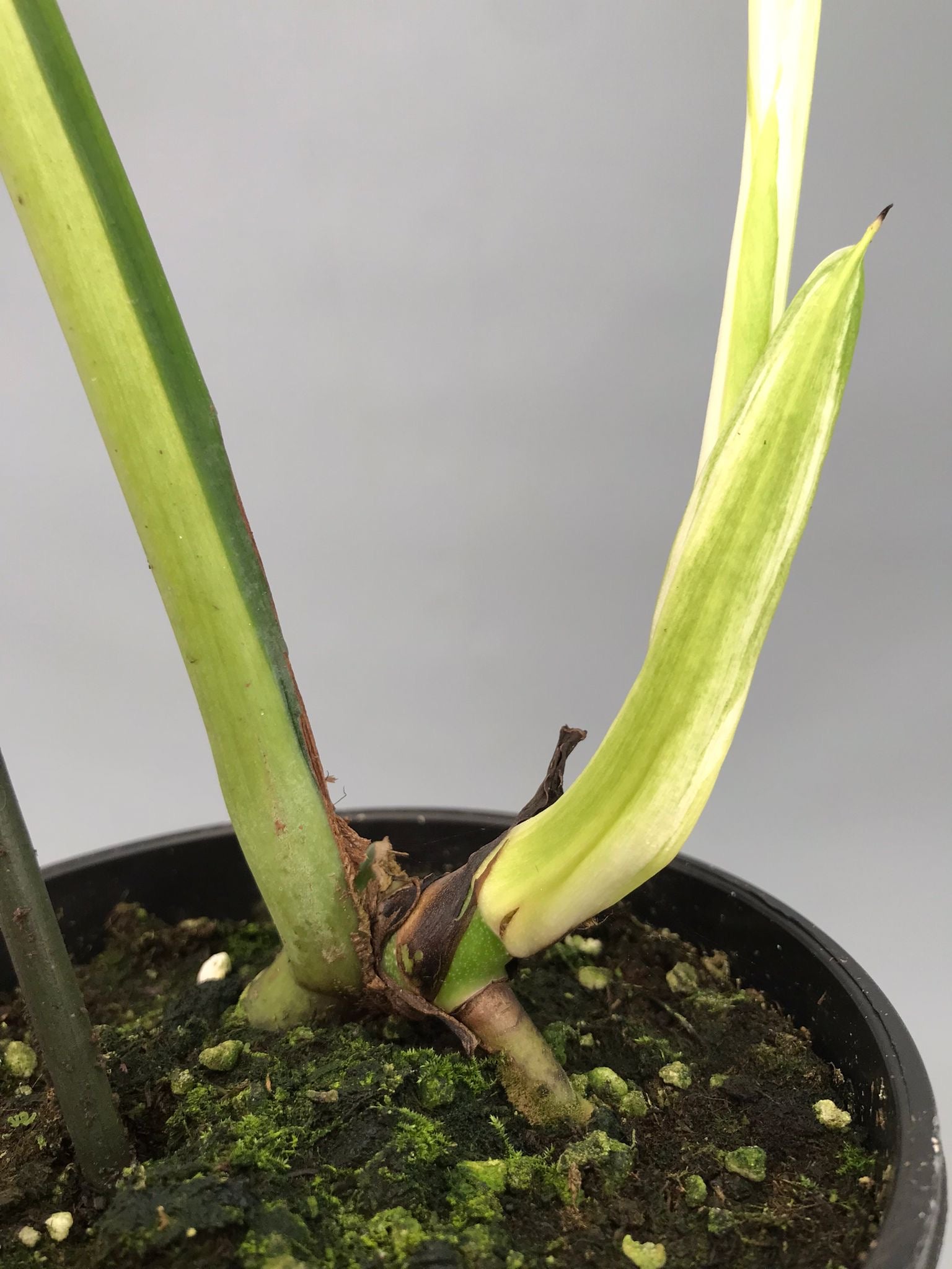 Monstera White Lava 'Lalamove' nr 2