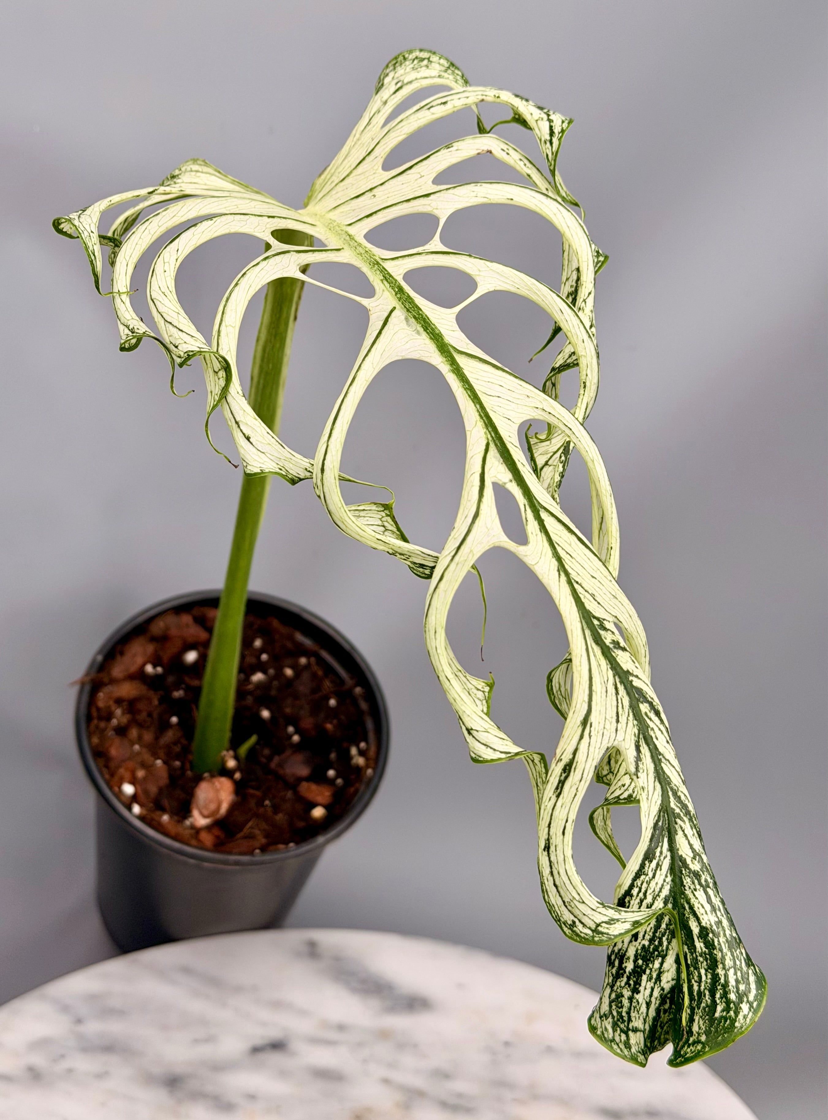 Monstera ‘Devil Monster’ Nr 1 (Leaf Cutting met nieuw groei oog)