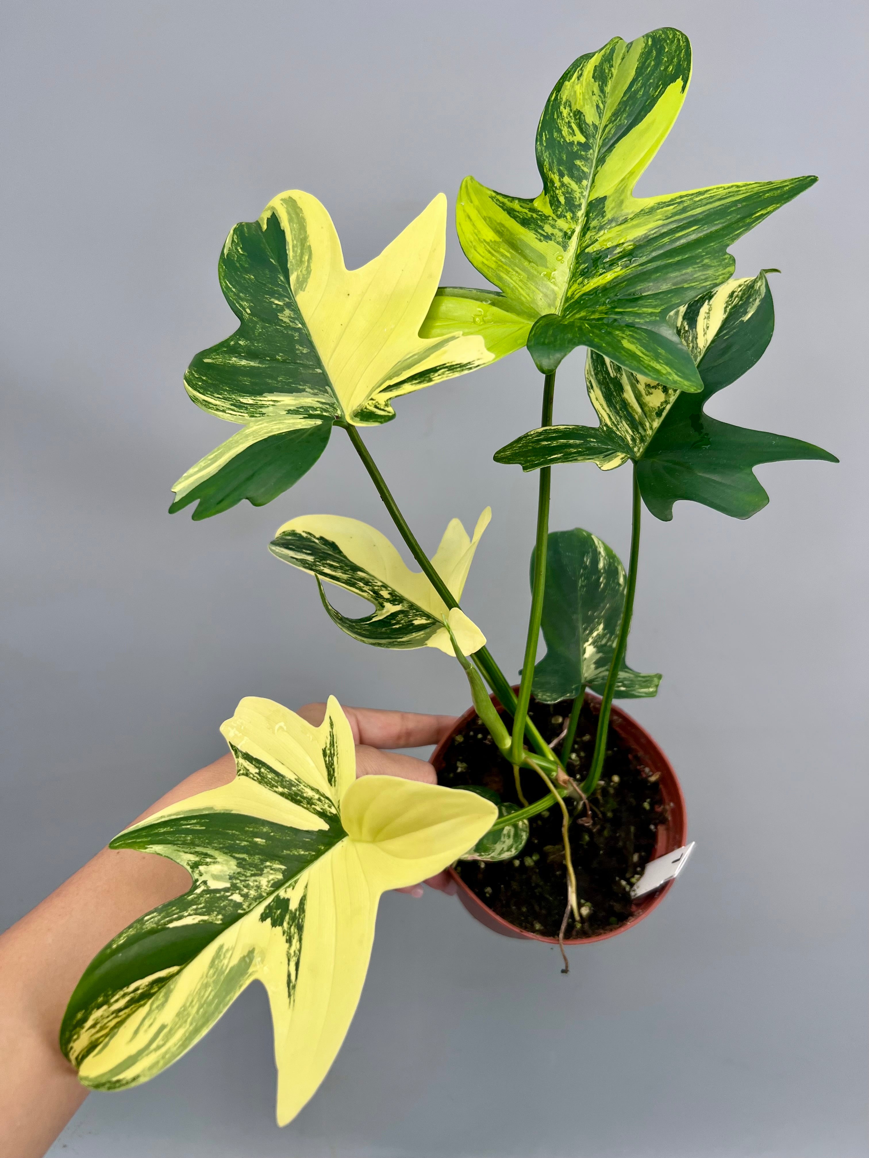 philodendron squamiferum Philodendron squamiferium variegated (Nr 1.2)