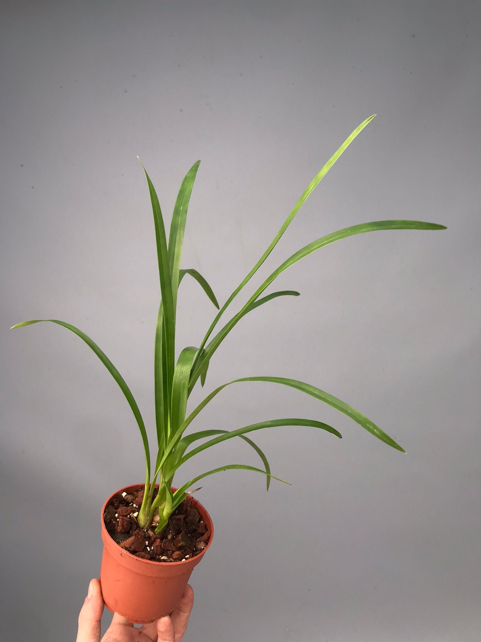 Cymbidium erythrostylum