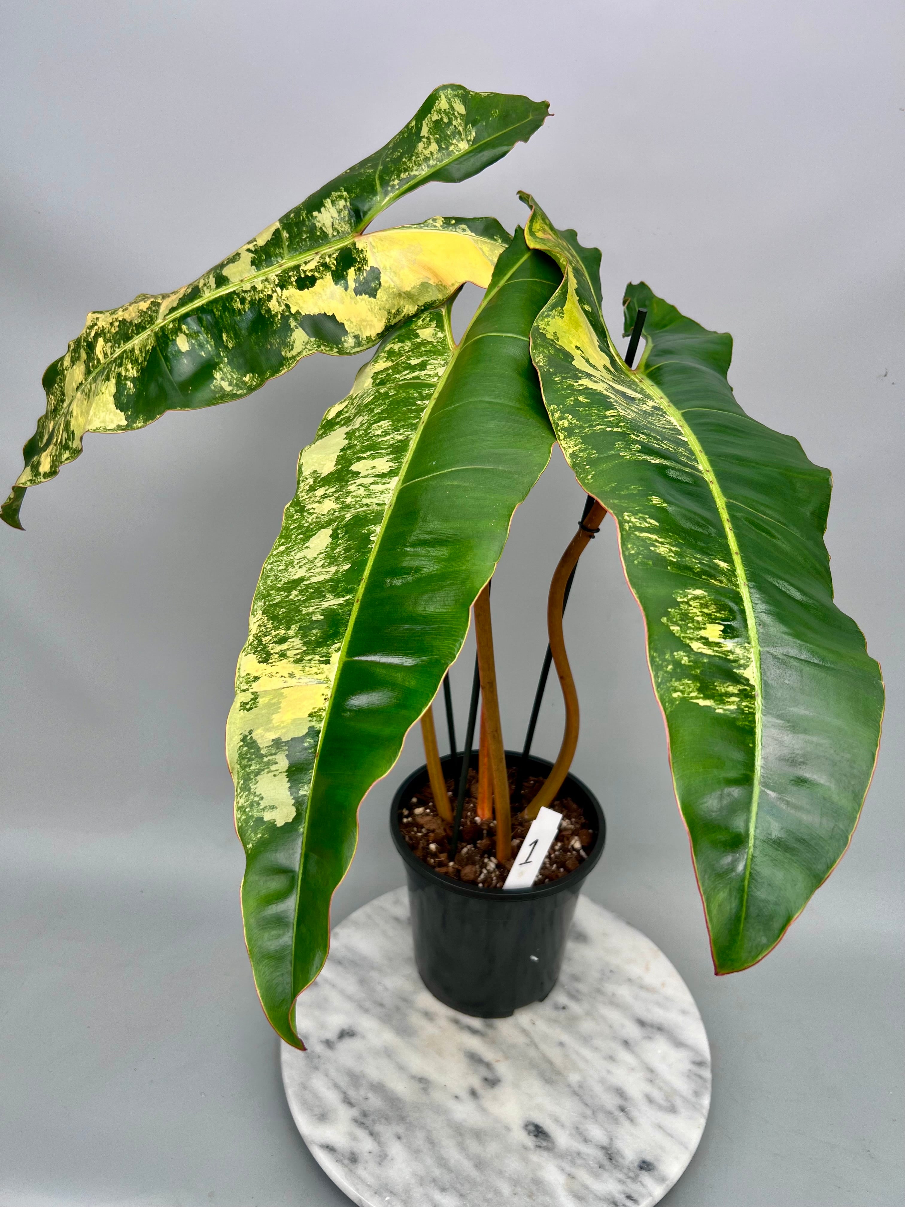 Philodendron billietiae Variegata XXL