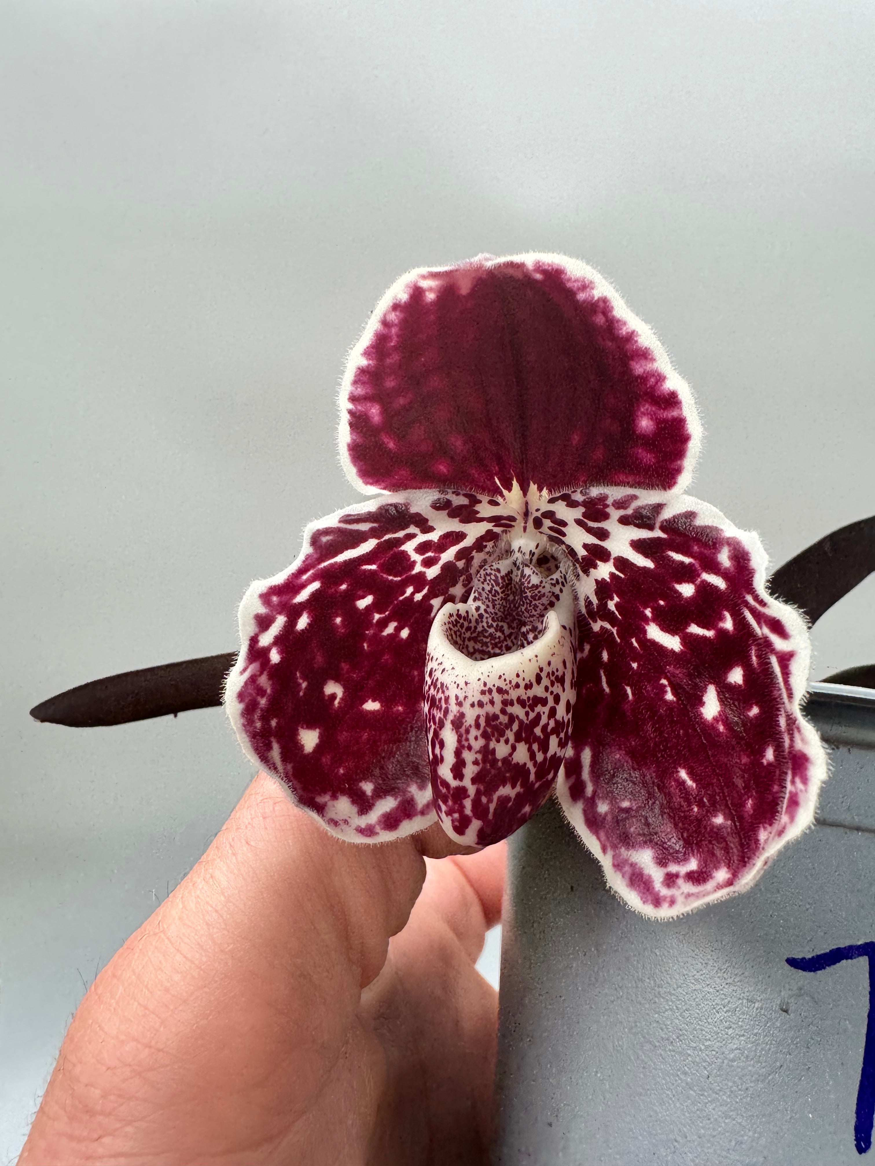 Paphiopedilum – Page 5