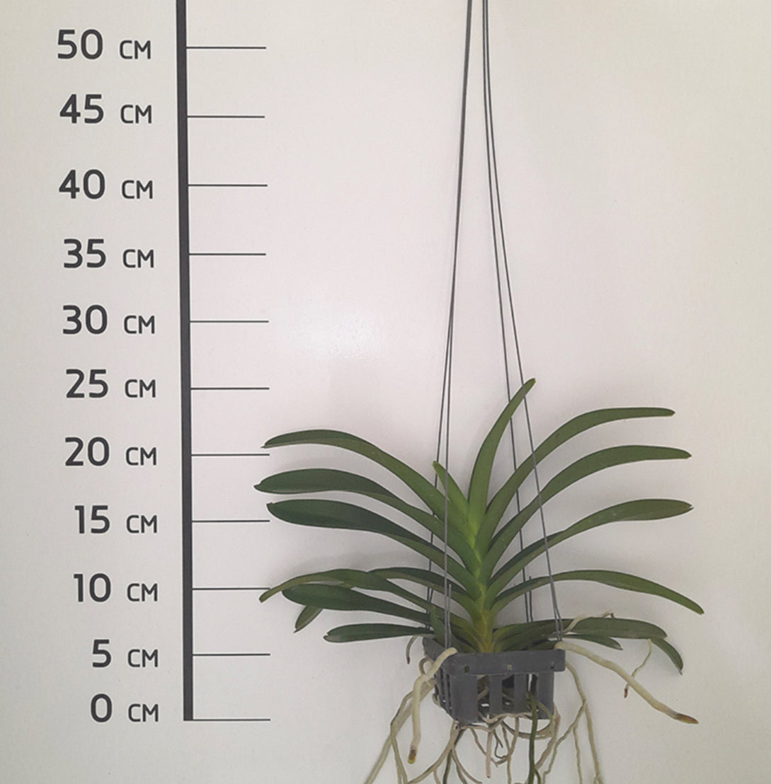 Vanda lamellata 'Okinawa' x Vanda geraldinoi  (Preorder March 2025)