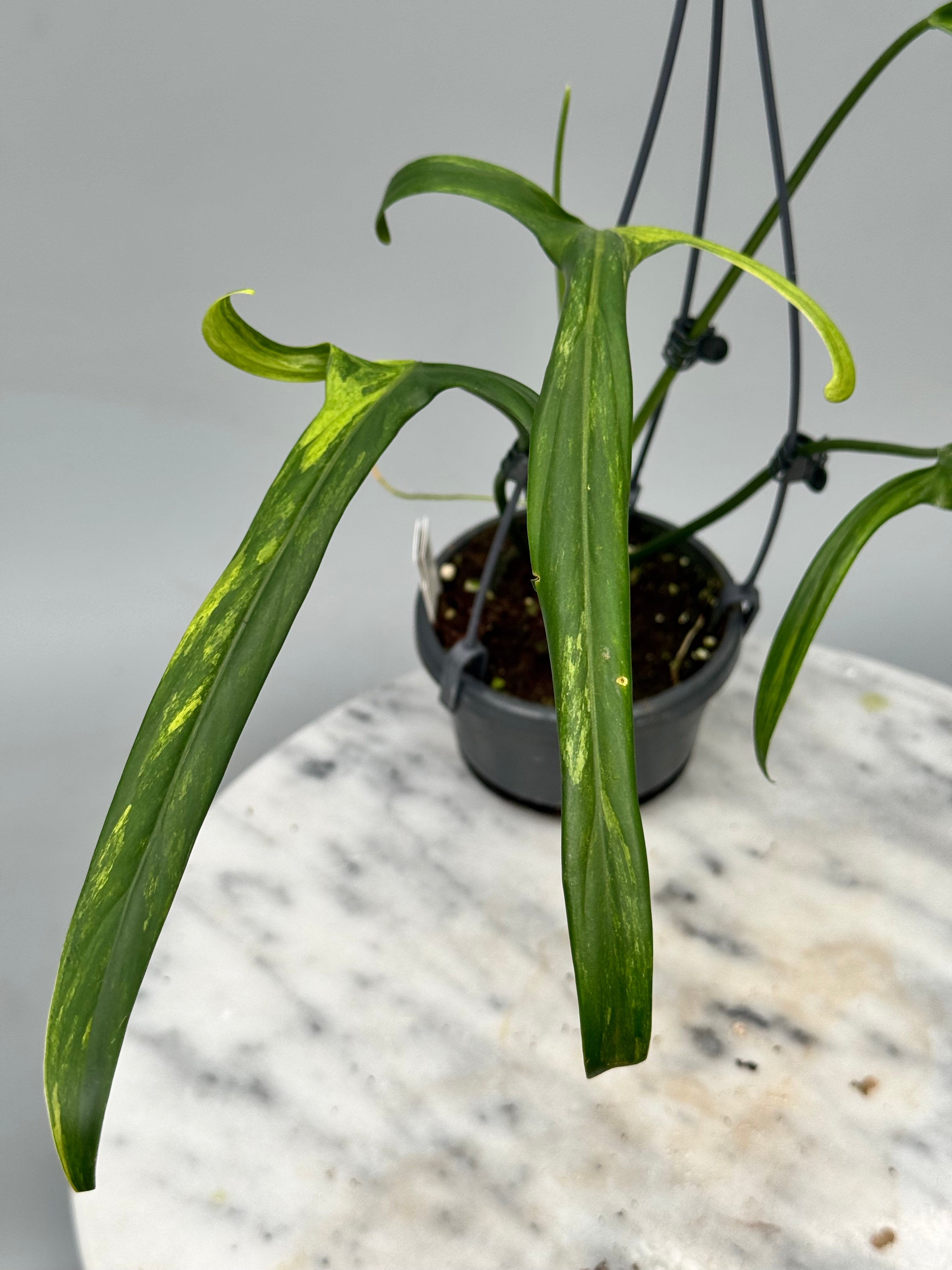 Philodendron holtonianum Variegated
