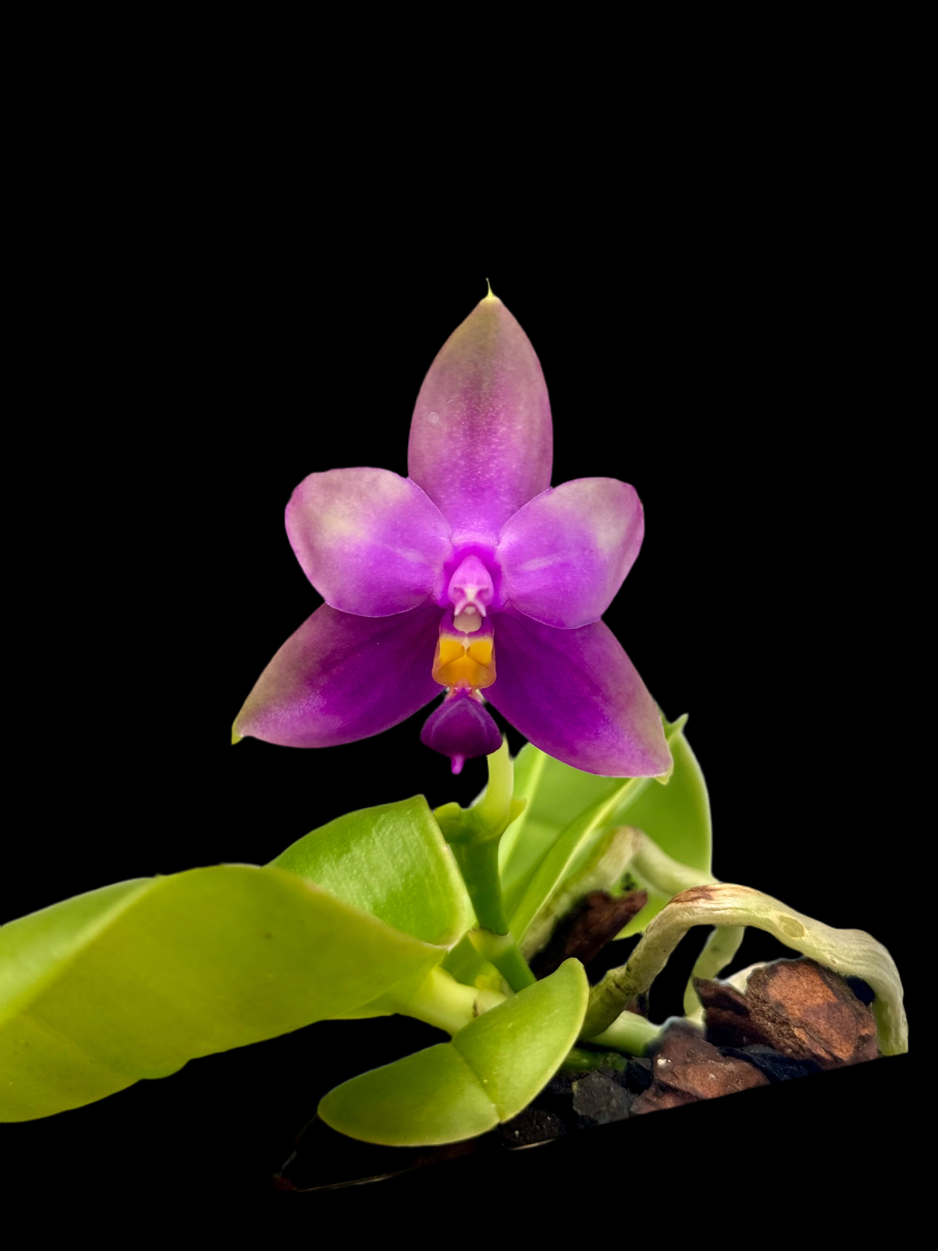 Phalaenopsis Samera (violacea indigo x bellina blue)