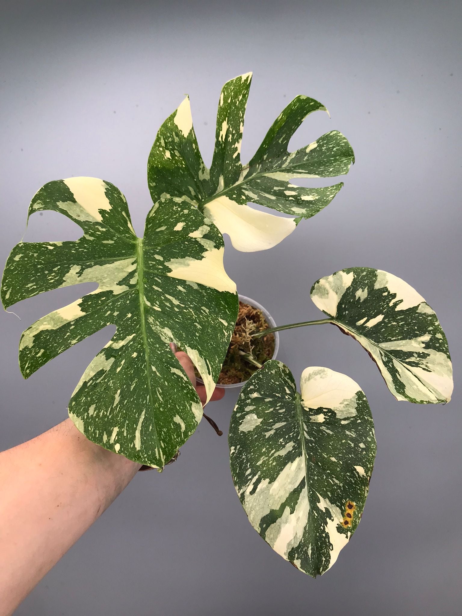 Monstera White snow  nr 1