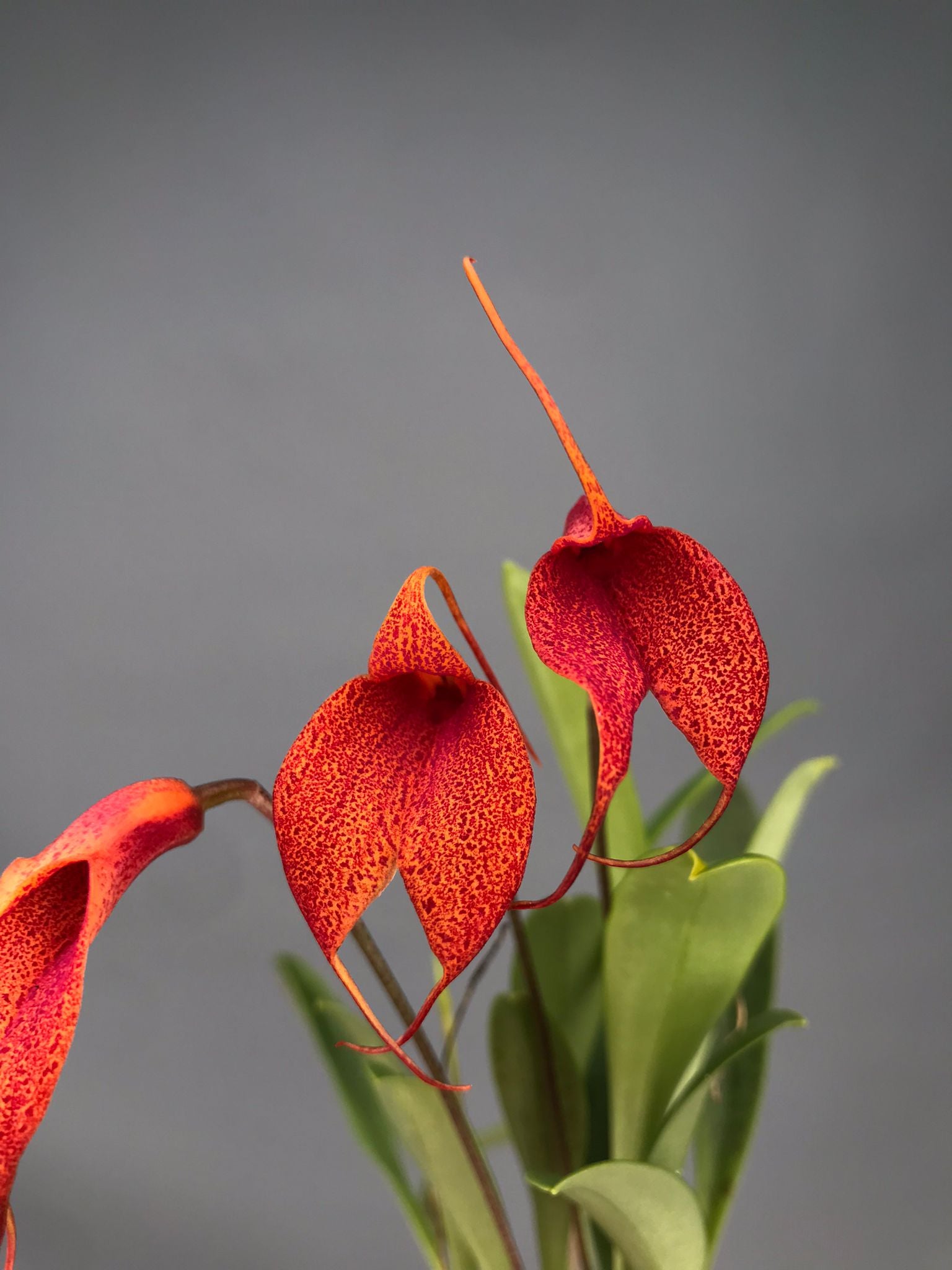Masdevallia machangara