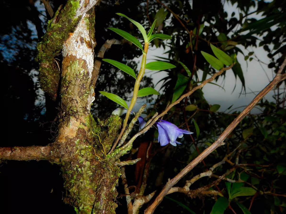 Dendrobium Sp. "Blue"