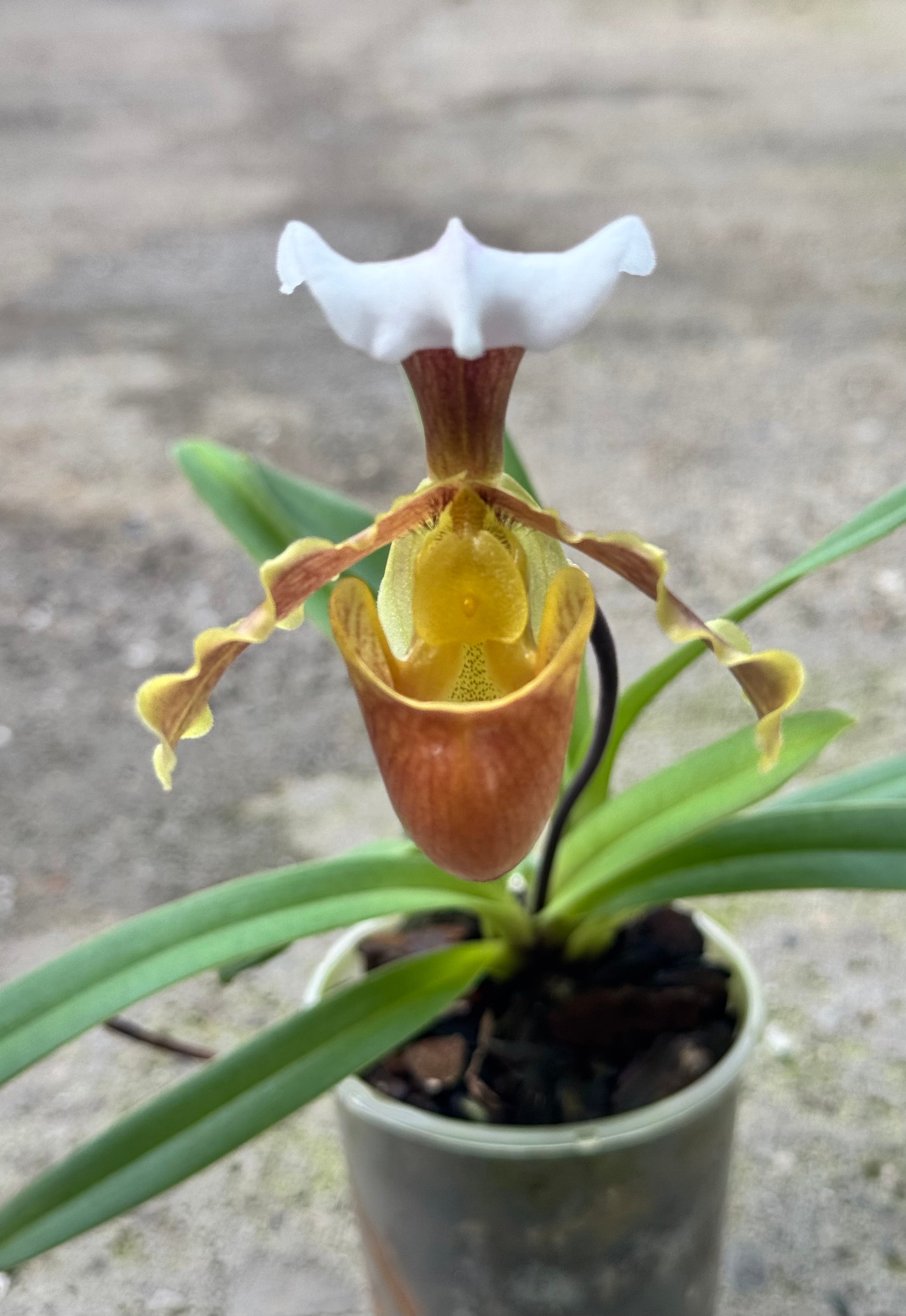 Paphiopedilum coccineum