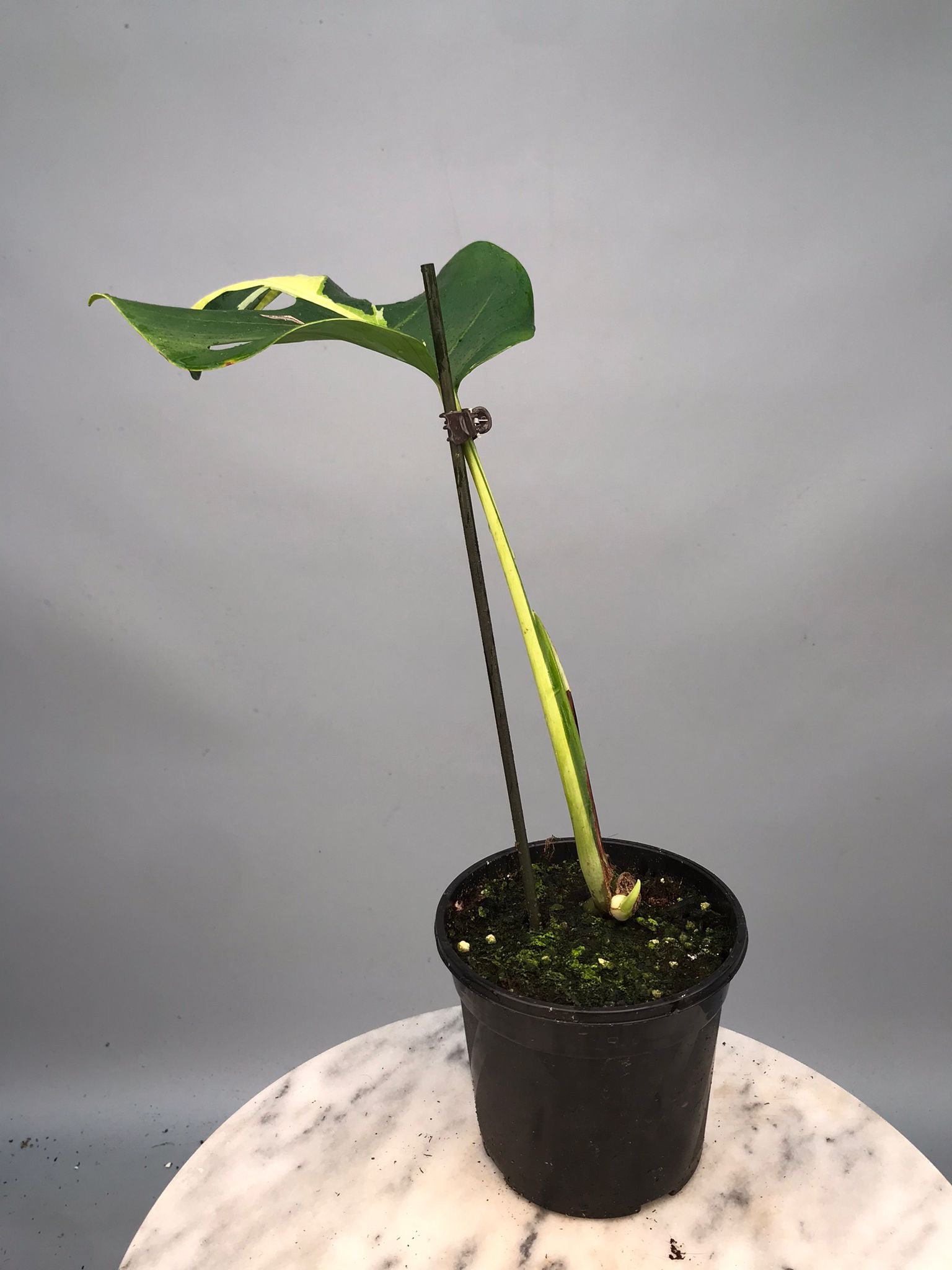 Monstera White Lava 'Lalamove' nr 1.2