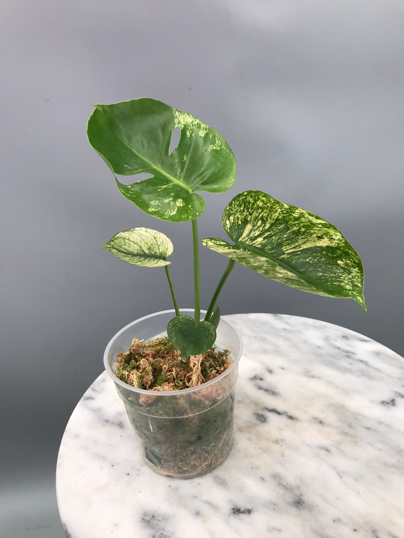 Monstera Siam Mint nr 1