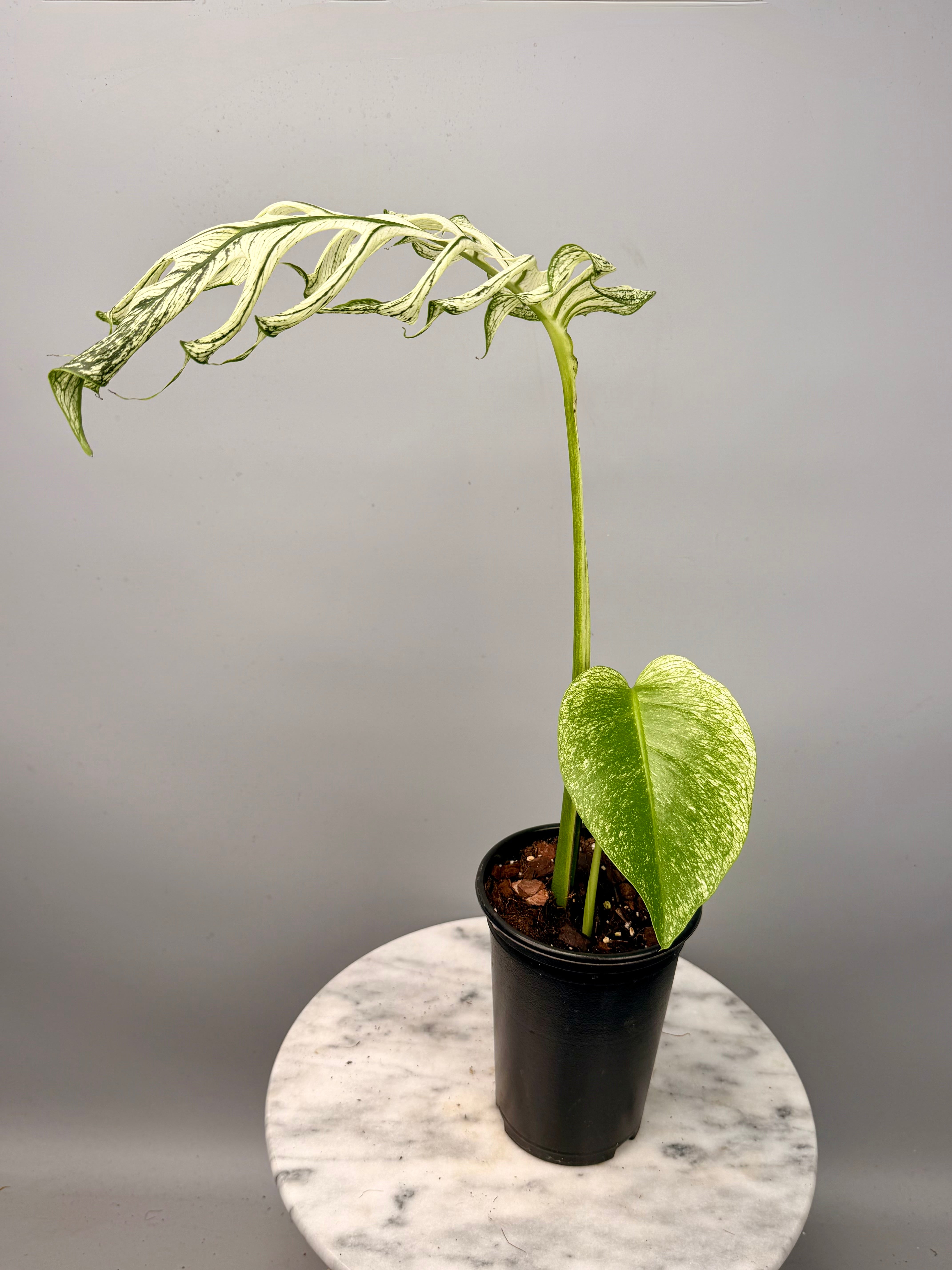 Monstera ‘Devil Monster’ Nr 1 (Leaf Cutting met nieuw groei oog)
