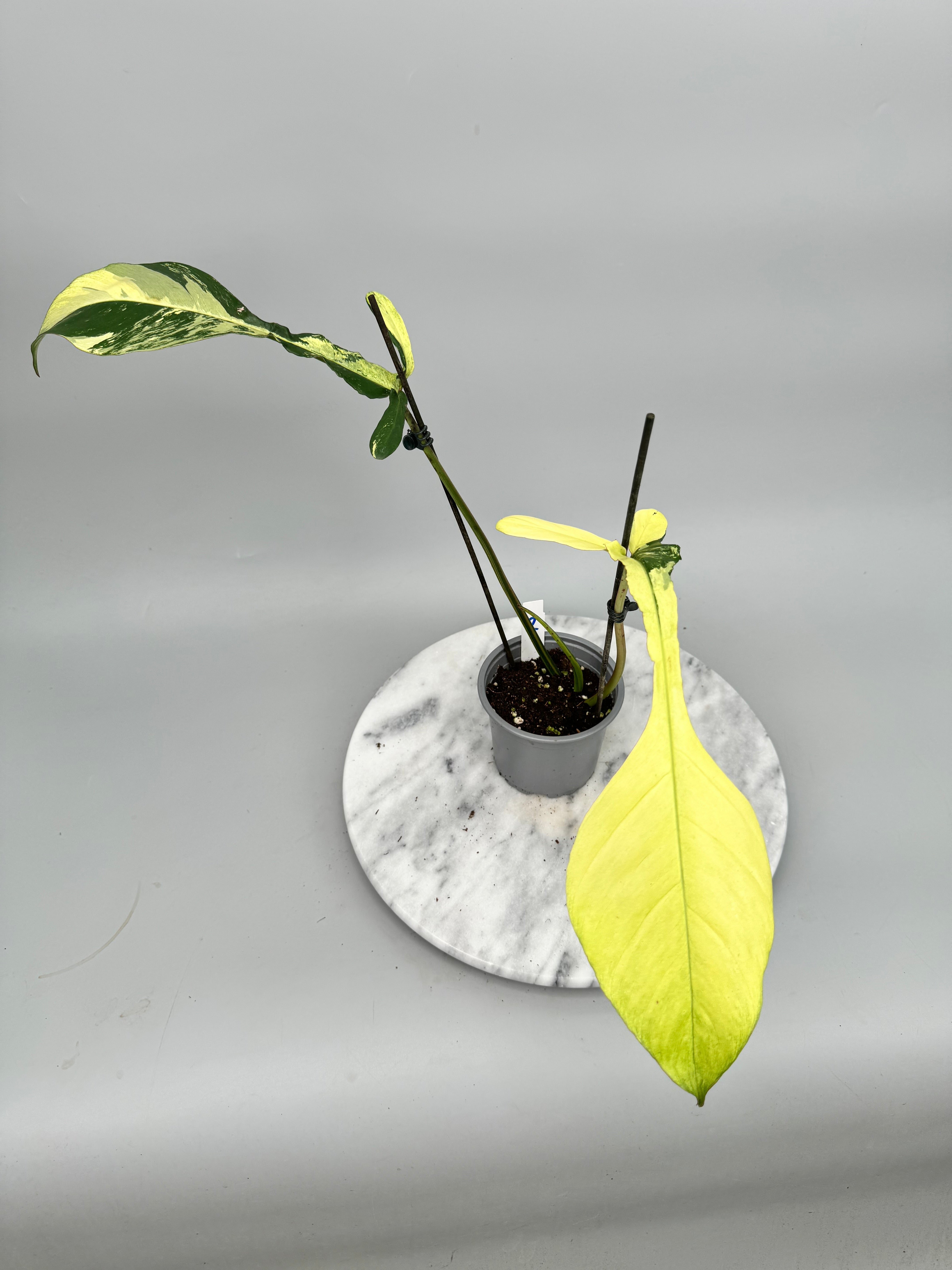 Philodendron joepii Variegated  nr 2