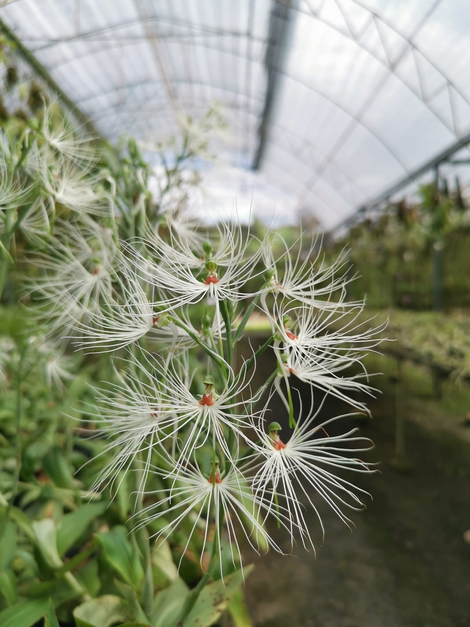 Habenaria medusa XXL (Knolletje)