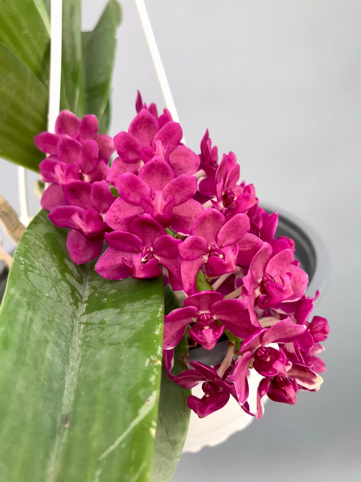 Rhynchostylis gigantea "Red" x “Pink”