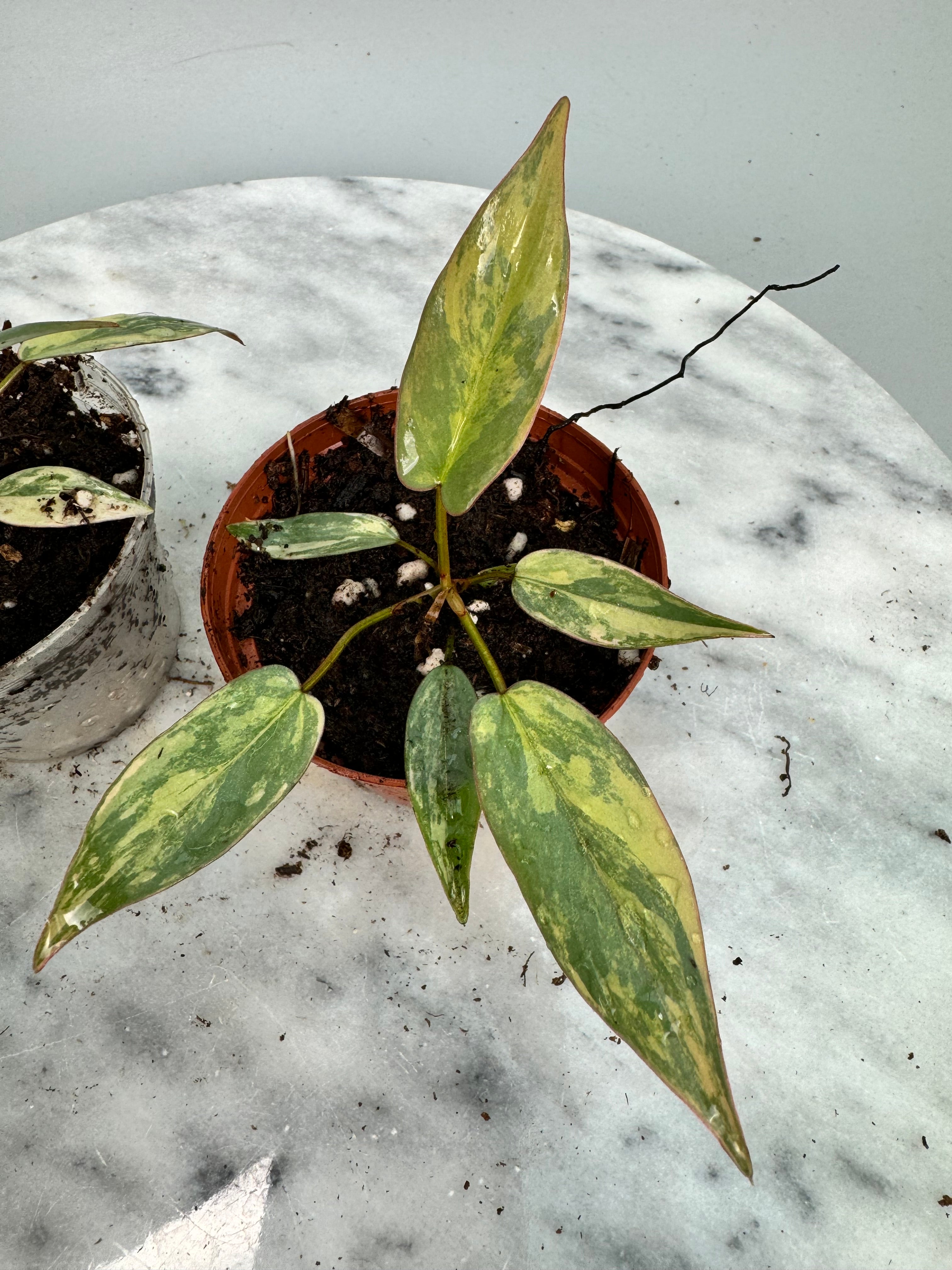 Philodendron atabapoense variegata (Small Size) nr 1