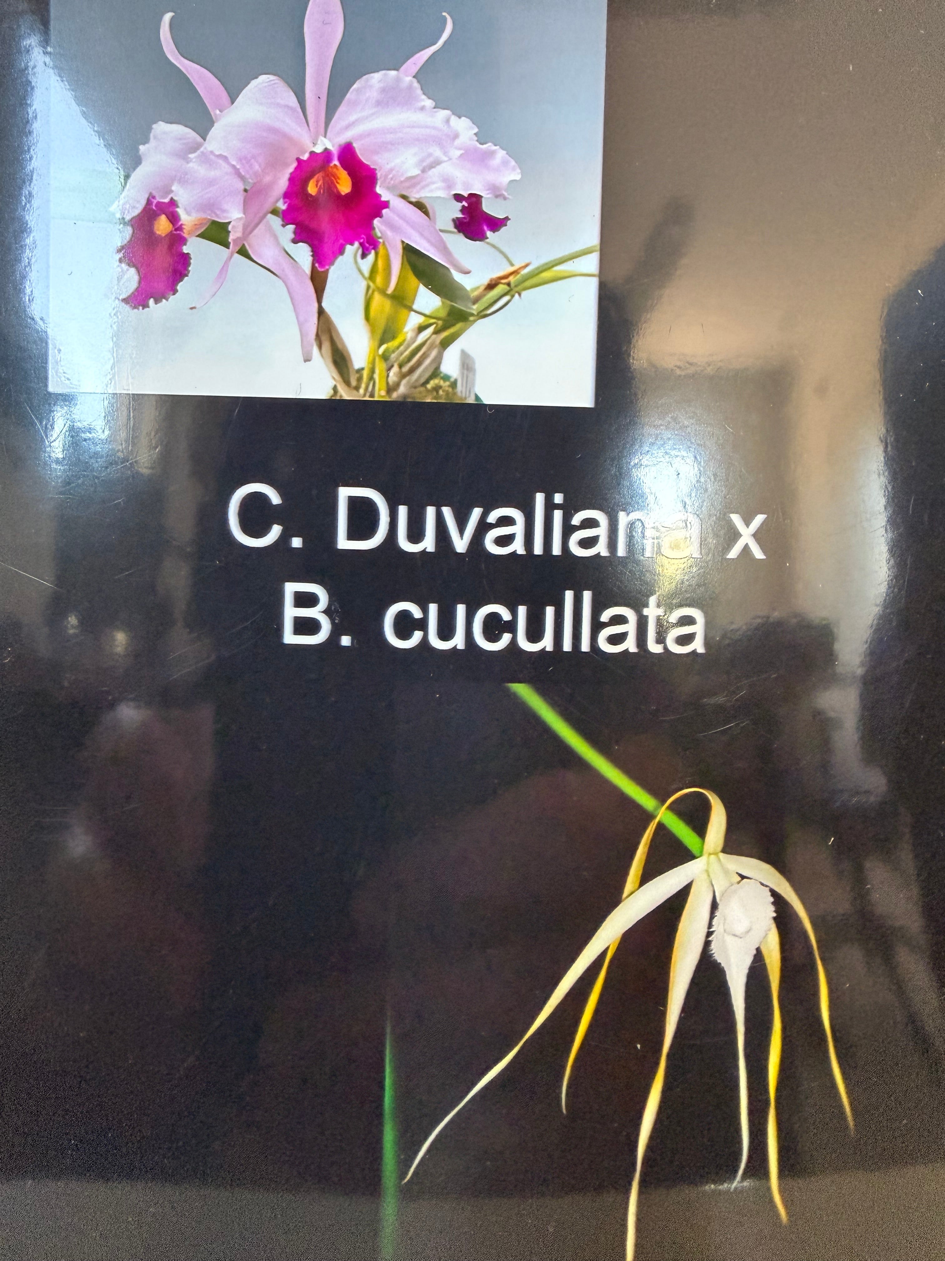 Cattleya Duvaliana x Brassavola cucullata (10 baby plants)