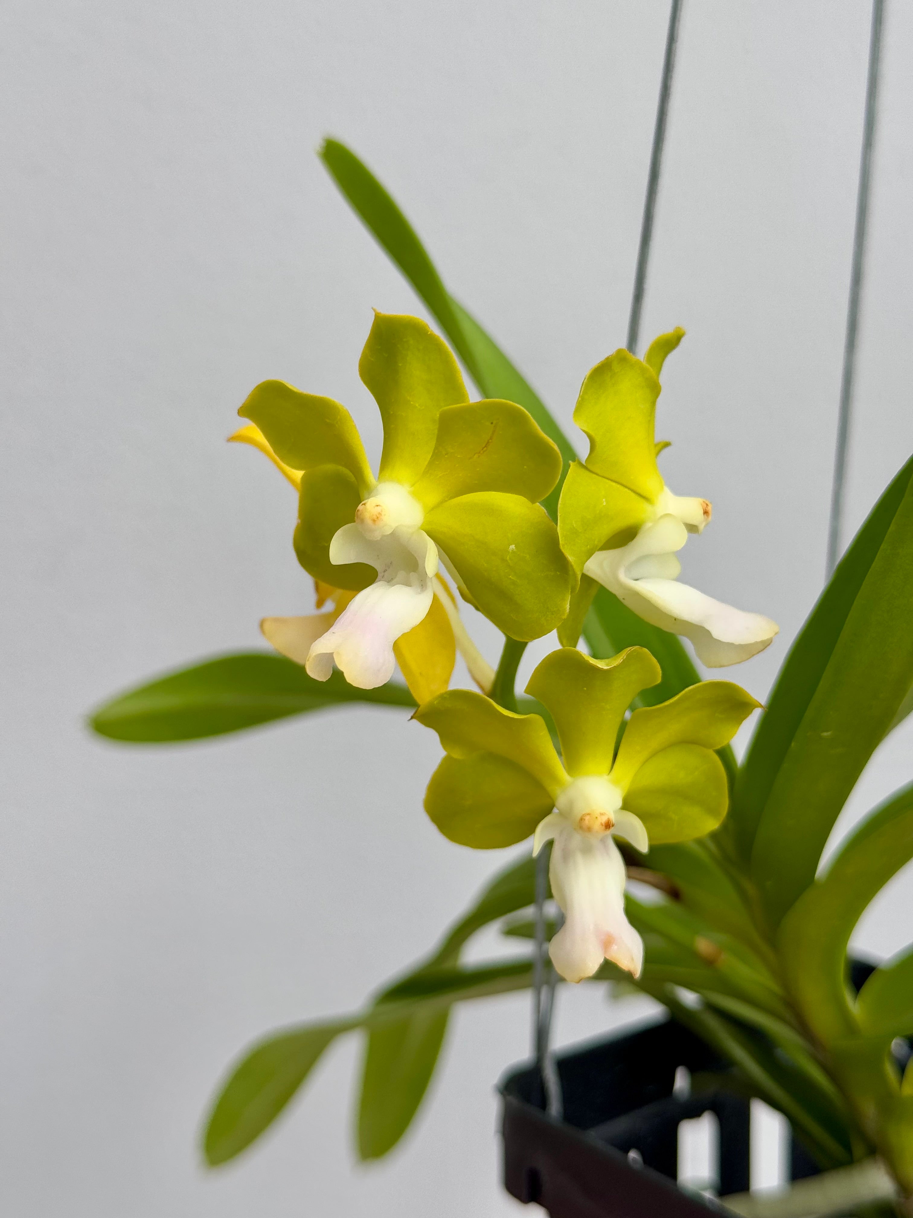 Vanda tessellata alba