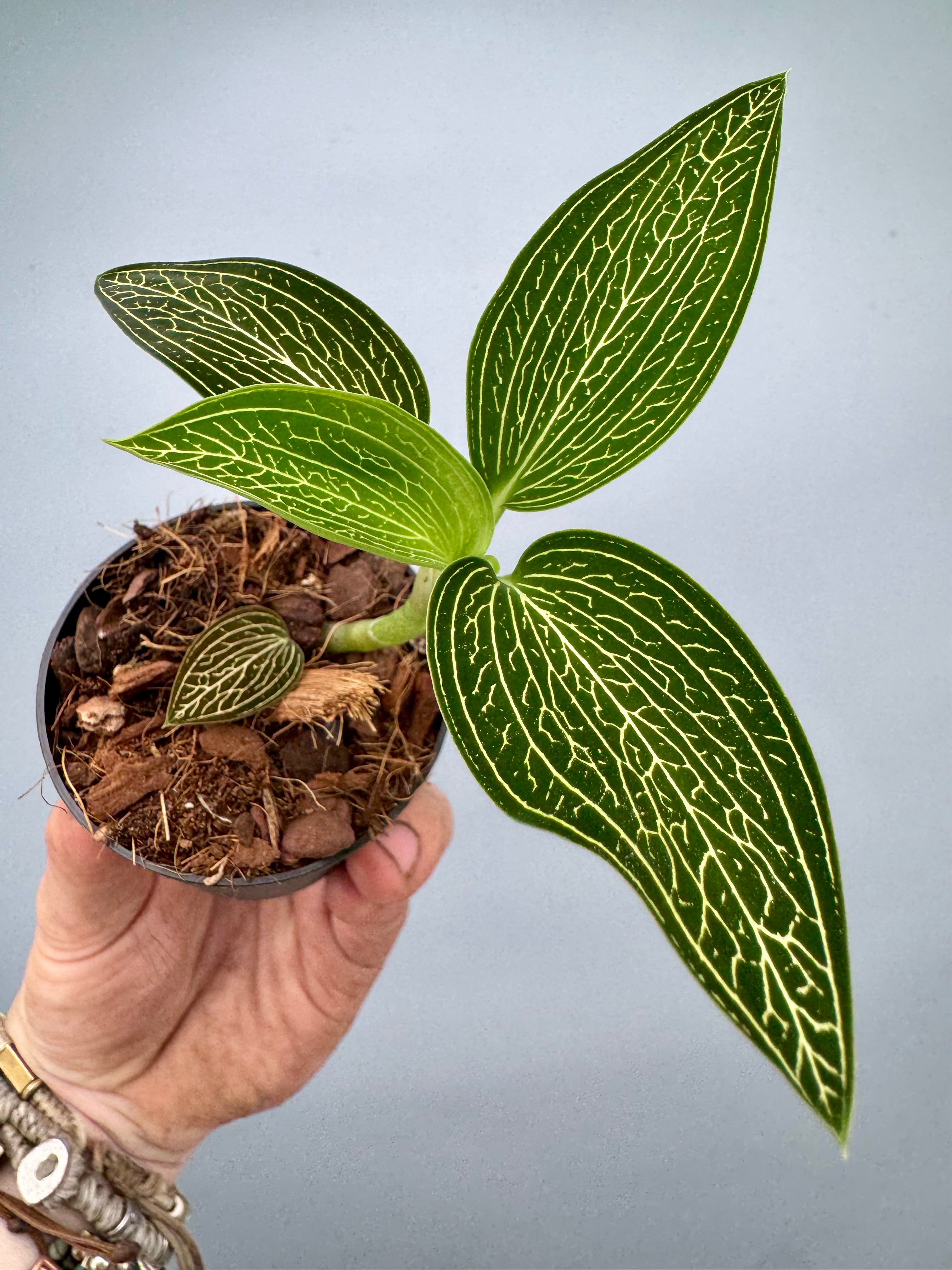 Ludisia discolor var. alba 'Gold Vein'