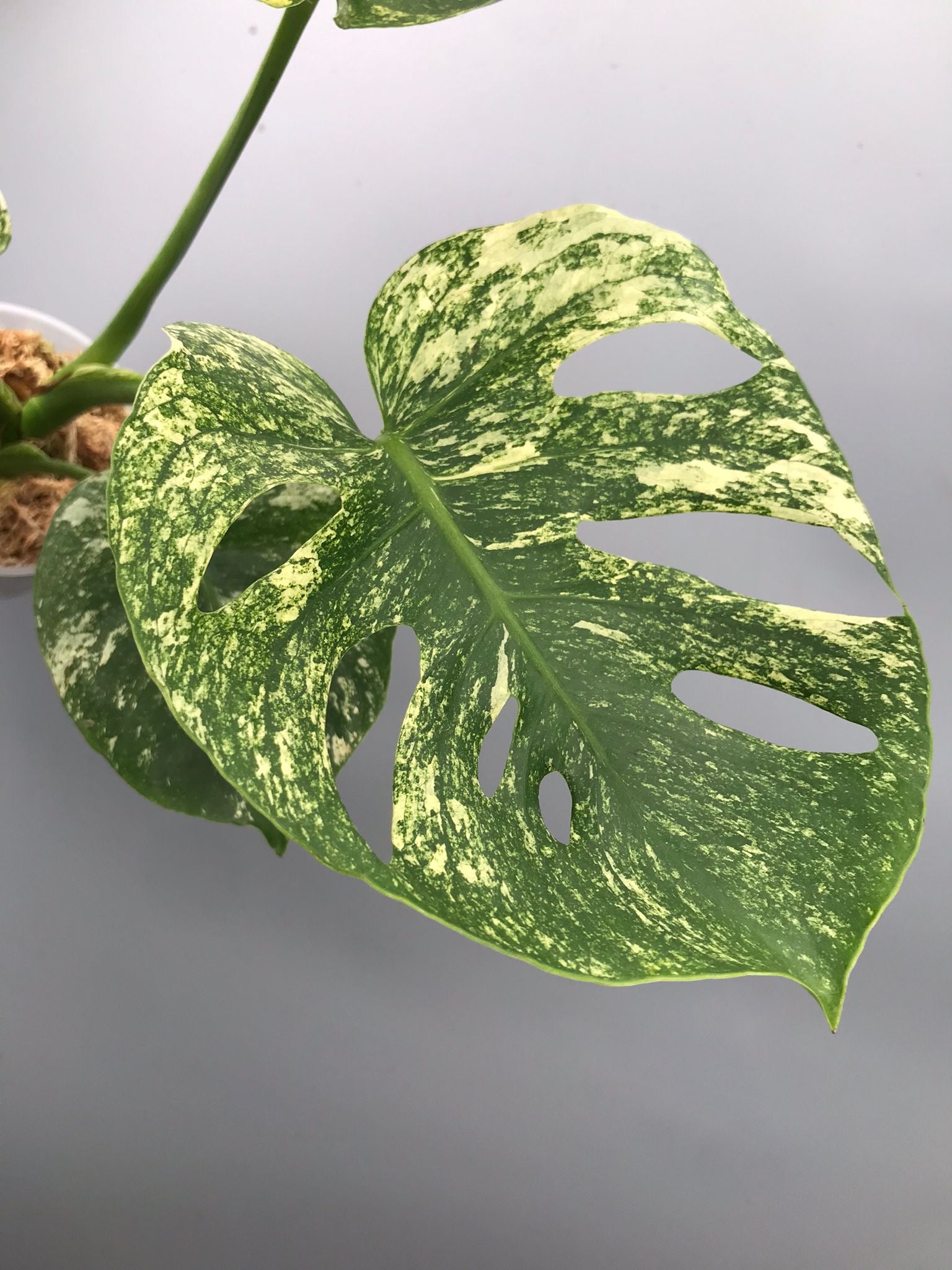 Monstera Siam Mint nr 2