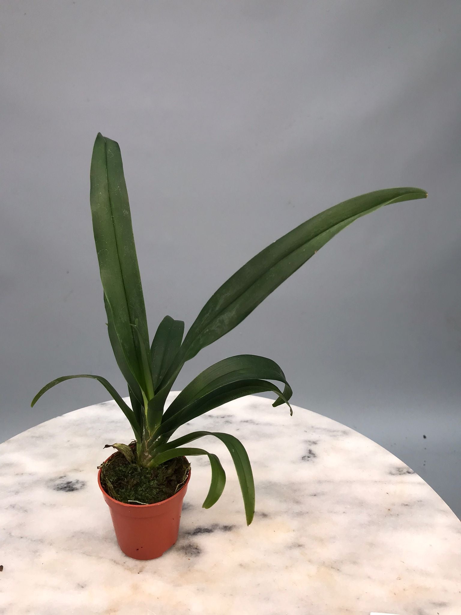 Aeranthes grandiflora