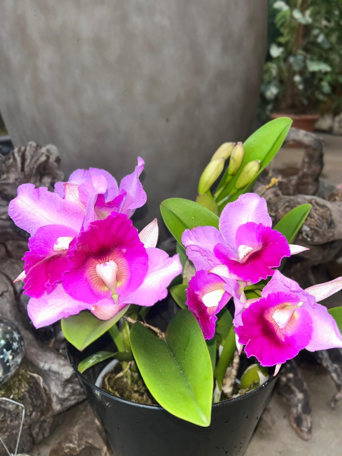Laeliocattleya Supersonic Striking Lip